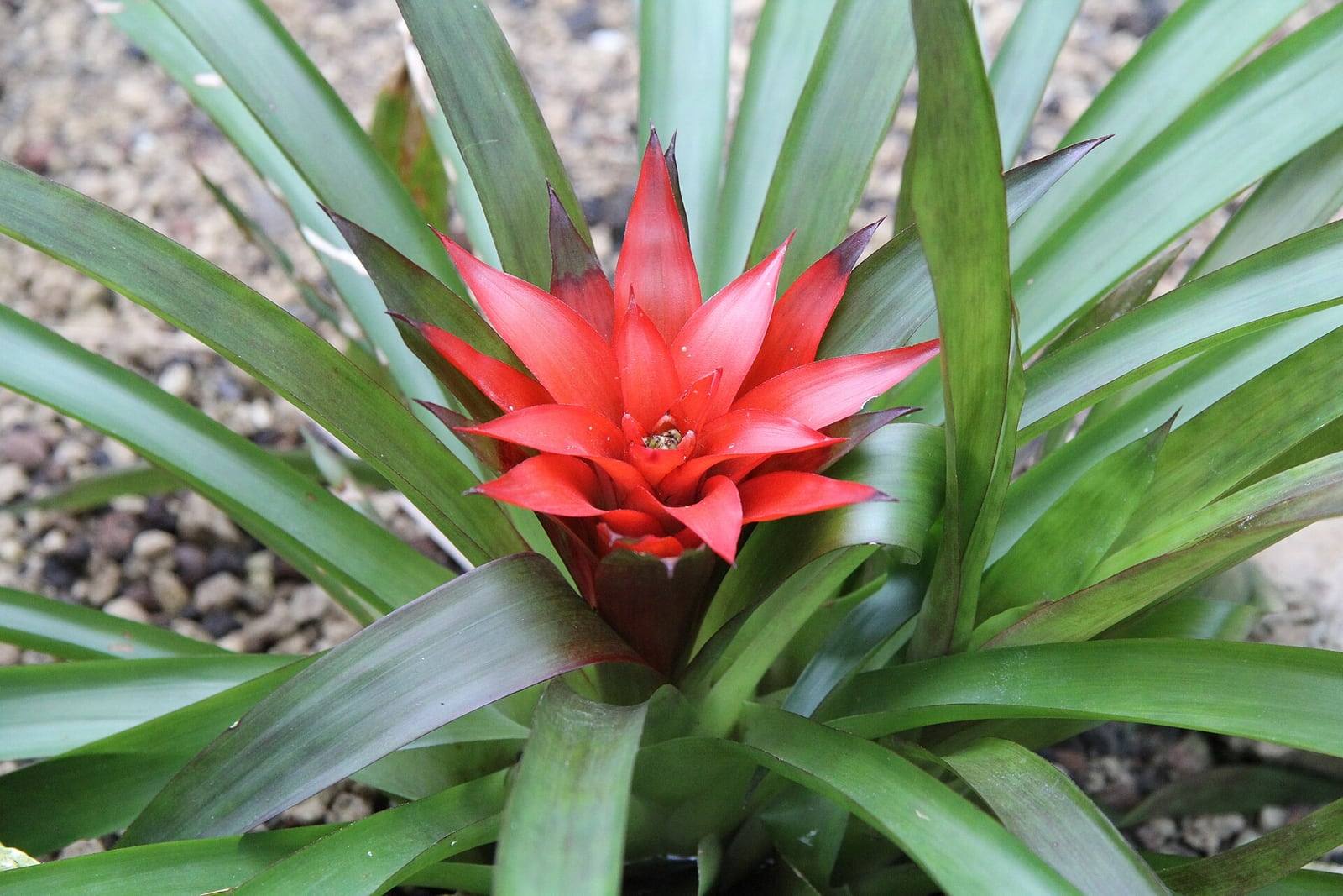 Guzmania lingulata en flor en el Palmengarten de Fráncfort, con una roseta de hojas verdes alrededor de brácteas rojas.