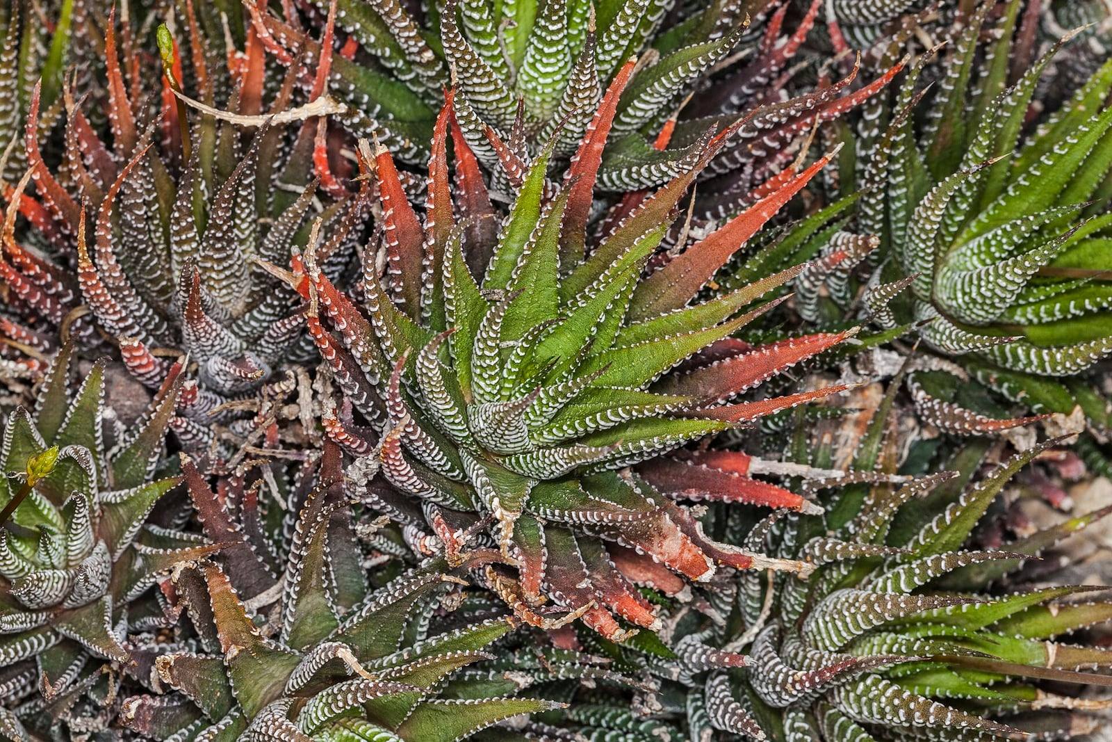 Mata densa de rosetas de planta cebra con hojas puntiagudas verde oscuro, rayadas de verrugas blancas, algunas teñidas de rojo.