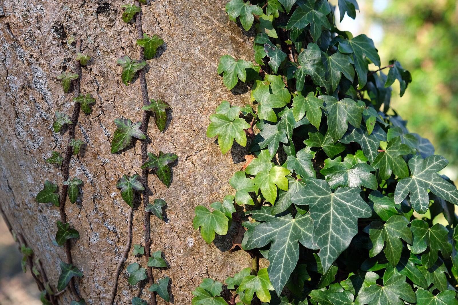 Hiedra común trepando por un tronco: hojas juveniles verde oscuro con tres a cinco lóbulos y nervios claros, y tallos finos adheridos a la corteza.