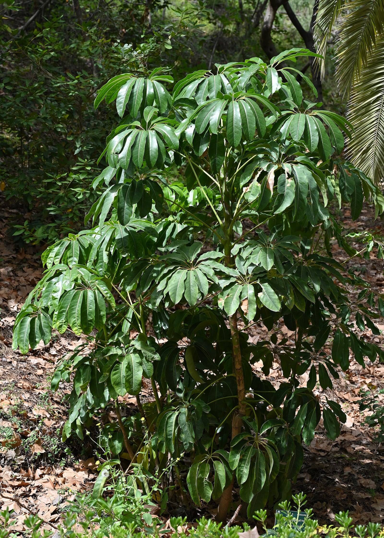 Cheflera joven en un jardín botánico: tallo erguido y grandes hojas compuestas cuyos folíolos brillantes se abren como las varillas de un paraguas.