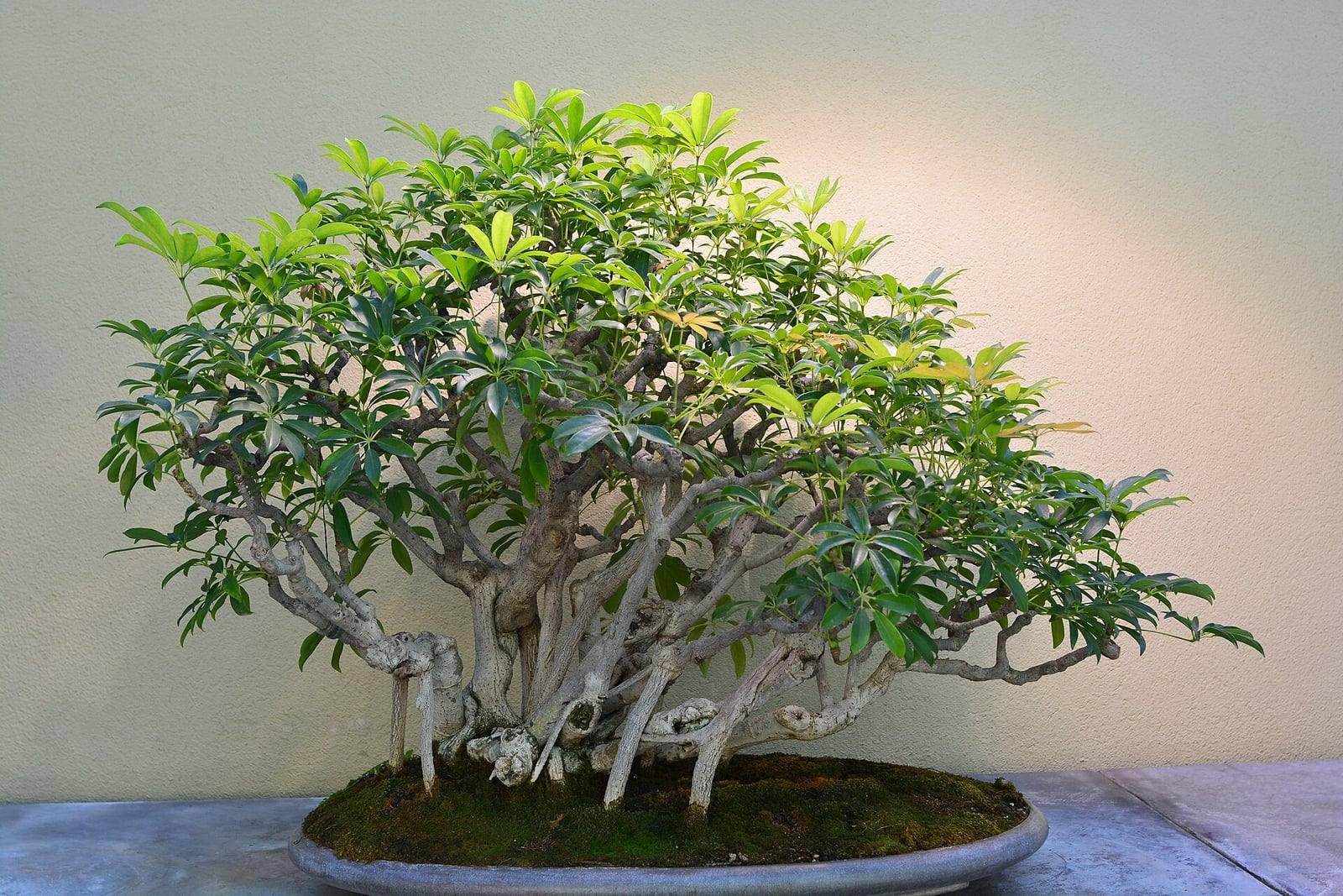 Dwarf schefflera bonsai with a broad, rounded crown of green umbrella-like leaves held up by many pale gray trunks and aerial roots, in a shallow oval tray covered with moss.