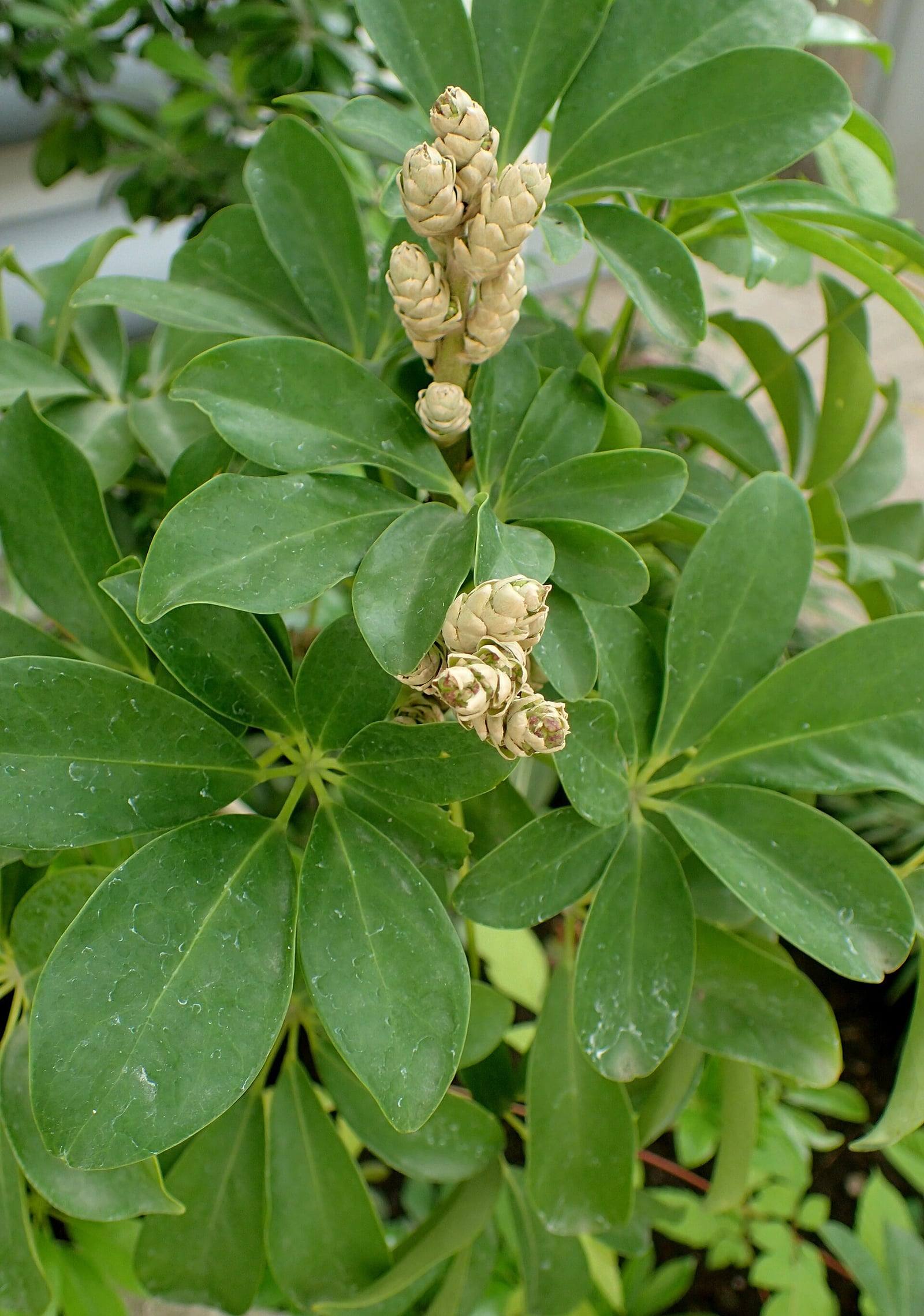 Rama de Heptapleurum arboricola con hojas compuestas de folíolos verde oscuro y brillantes dispuestos en forma de paraguas, con racimos de botones florales de color crema.