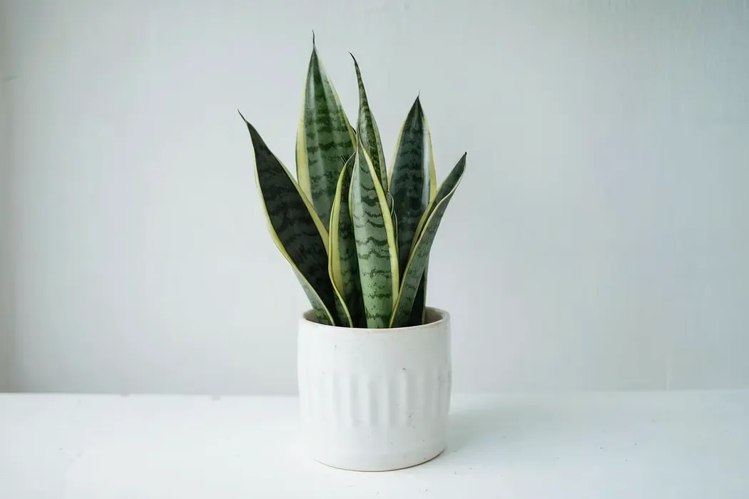Cover for Sansevieria trifasciata (Snake Plant): care, watering and benefits