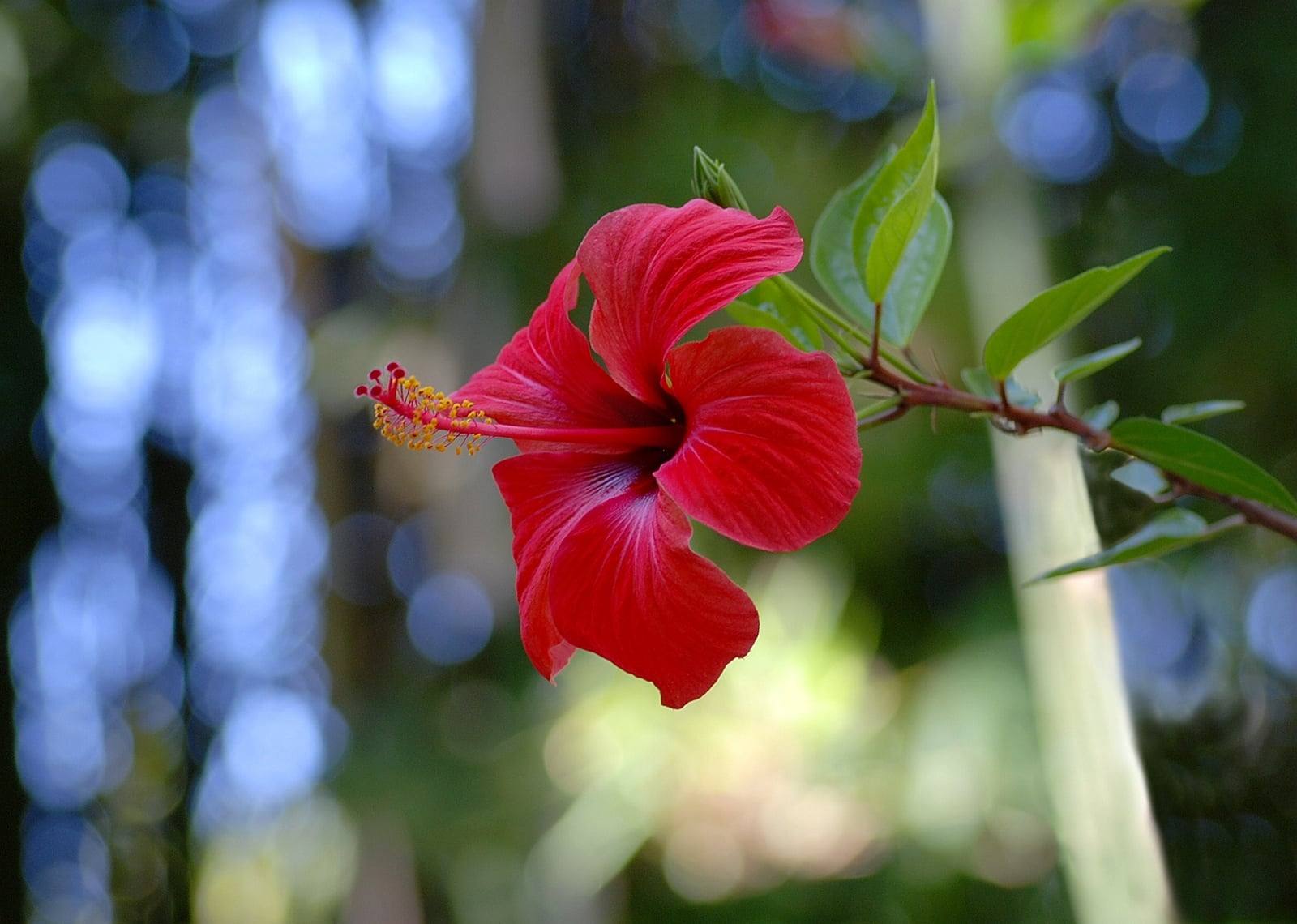 Flor sencilla roja de Hibiscus rosa-sinensis con cinco pétalos y una larga columna de estambres amarillos, en el extremo de una rama de hojas verdes ovaladas.