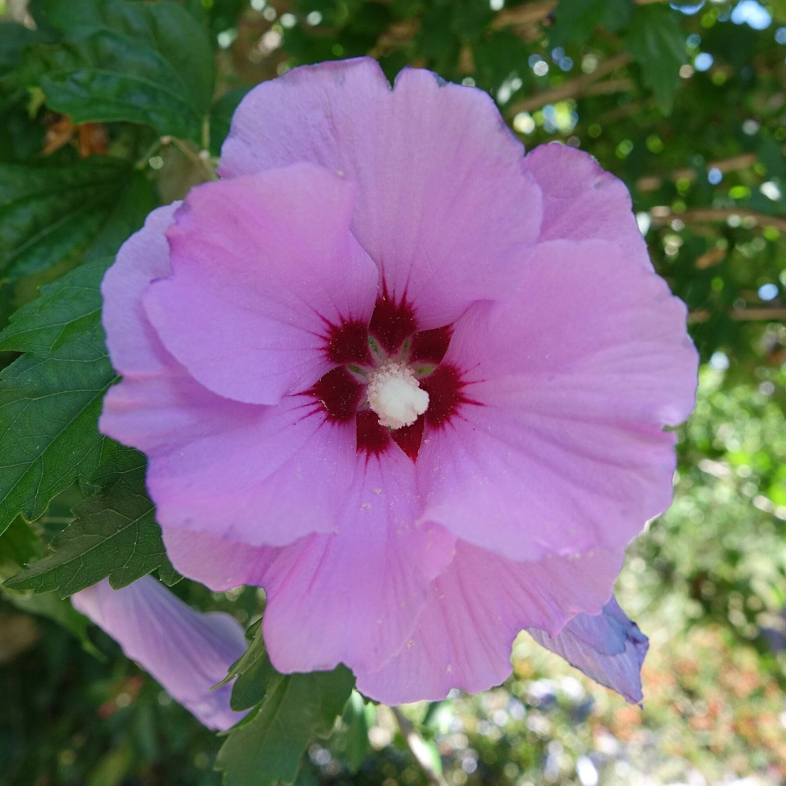 Flor de rosa de Siria de color rosa lila con cinco pétalos, centro rojo púrpura y estambres blancos, rodeada de hojas dentadas de color verde oscuro.
