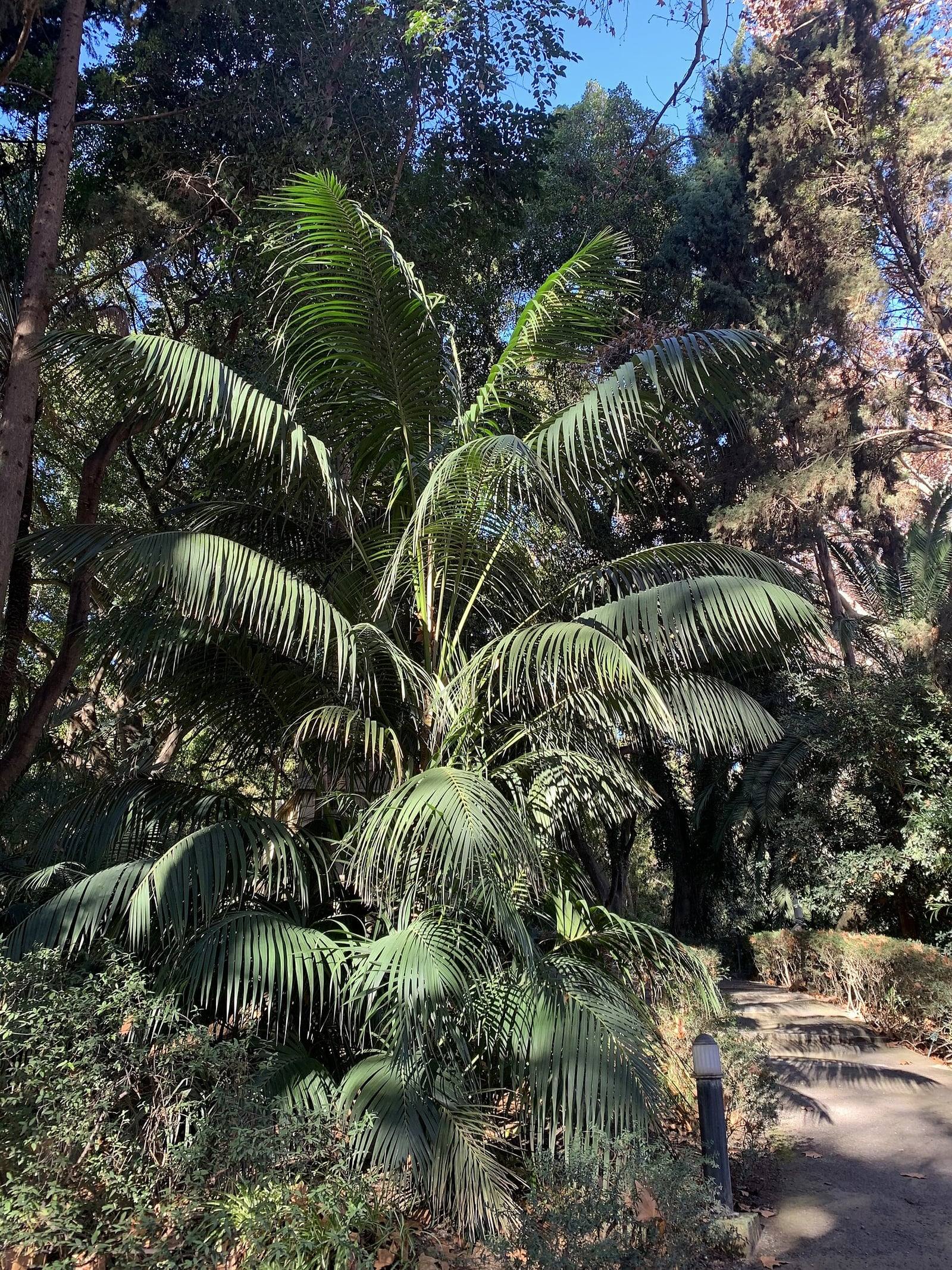 Gran palmera kentia de largas hojas arqueadas y colgantes, cultivada en el jardín botánico La Concepción de Málaga.