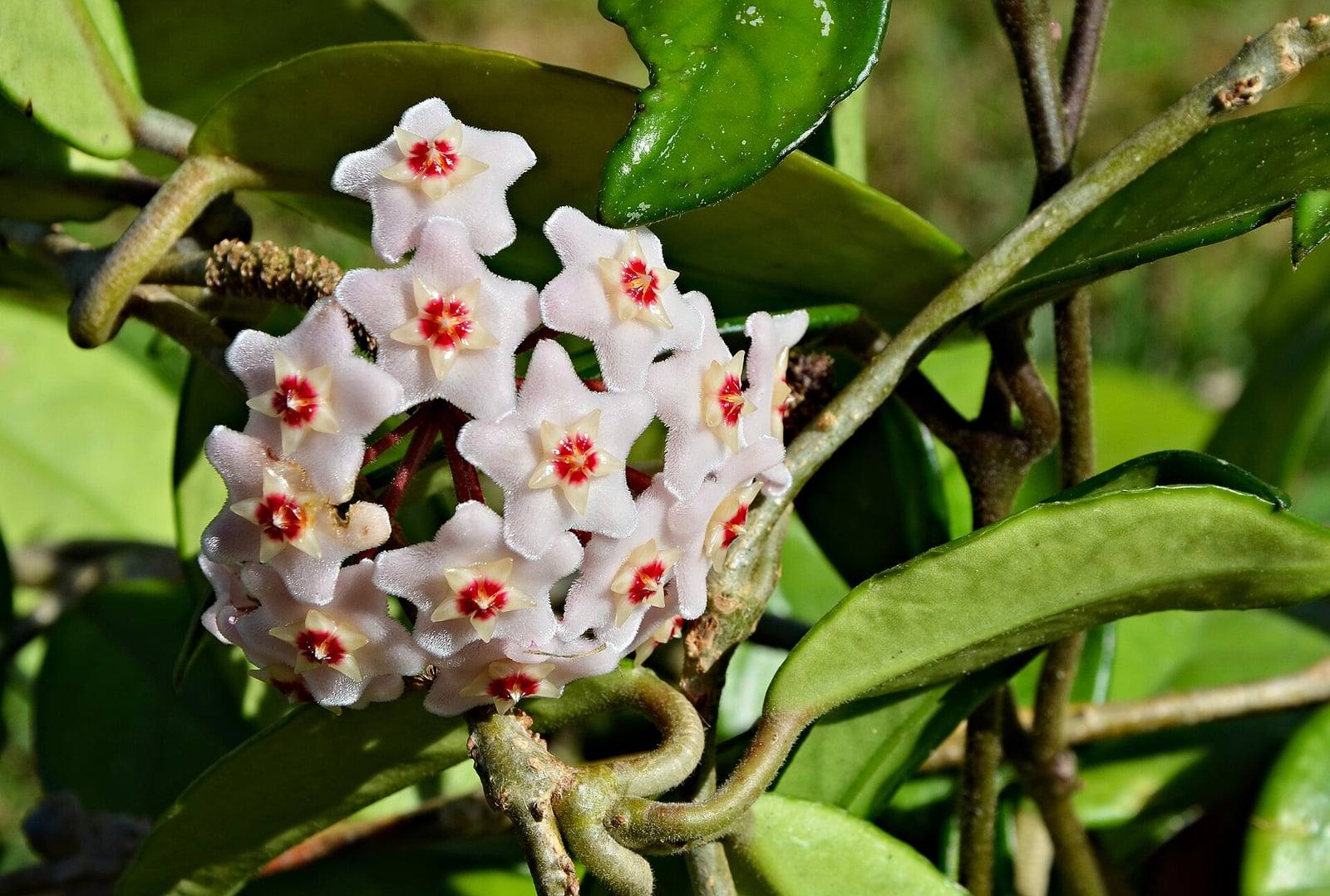Umbela de flores de Hoya carnosa, estrellas de color blanco rosado con el centro rojo, entre hojas gruesas y brillantes y tallos volubles.