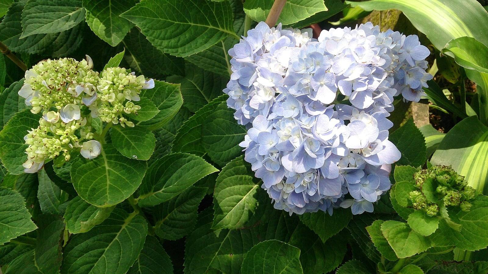Gran inflorescencia en bola de hortensia azul pálido rodeada de amplias hojas verdes dentadas, junto a botones aún verdes.