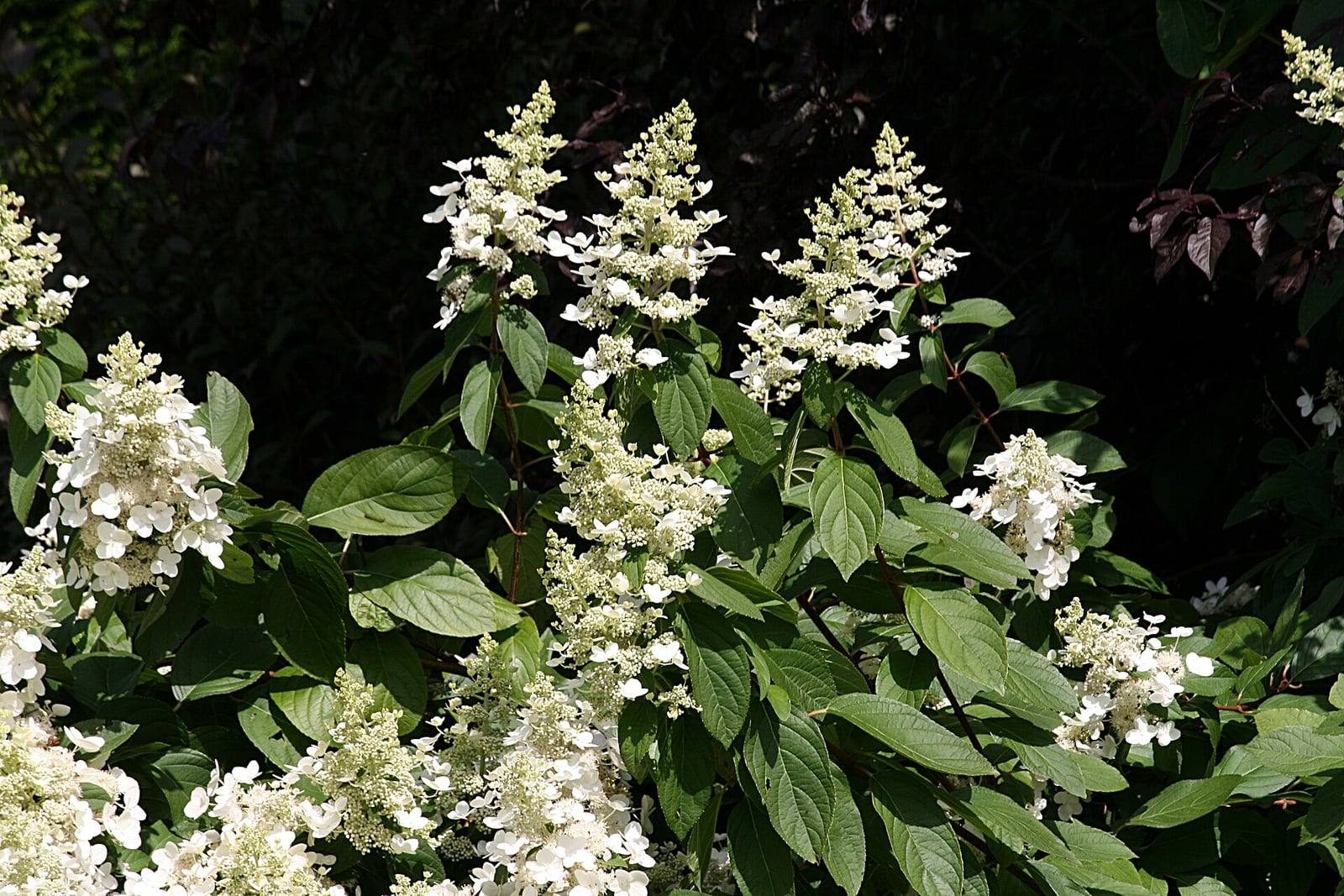 Rameaux d’Hydrangea paniculata en fleurs, portant des panicules coniques blanc crème au-dessus de feuilles ovales vert foncé.