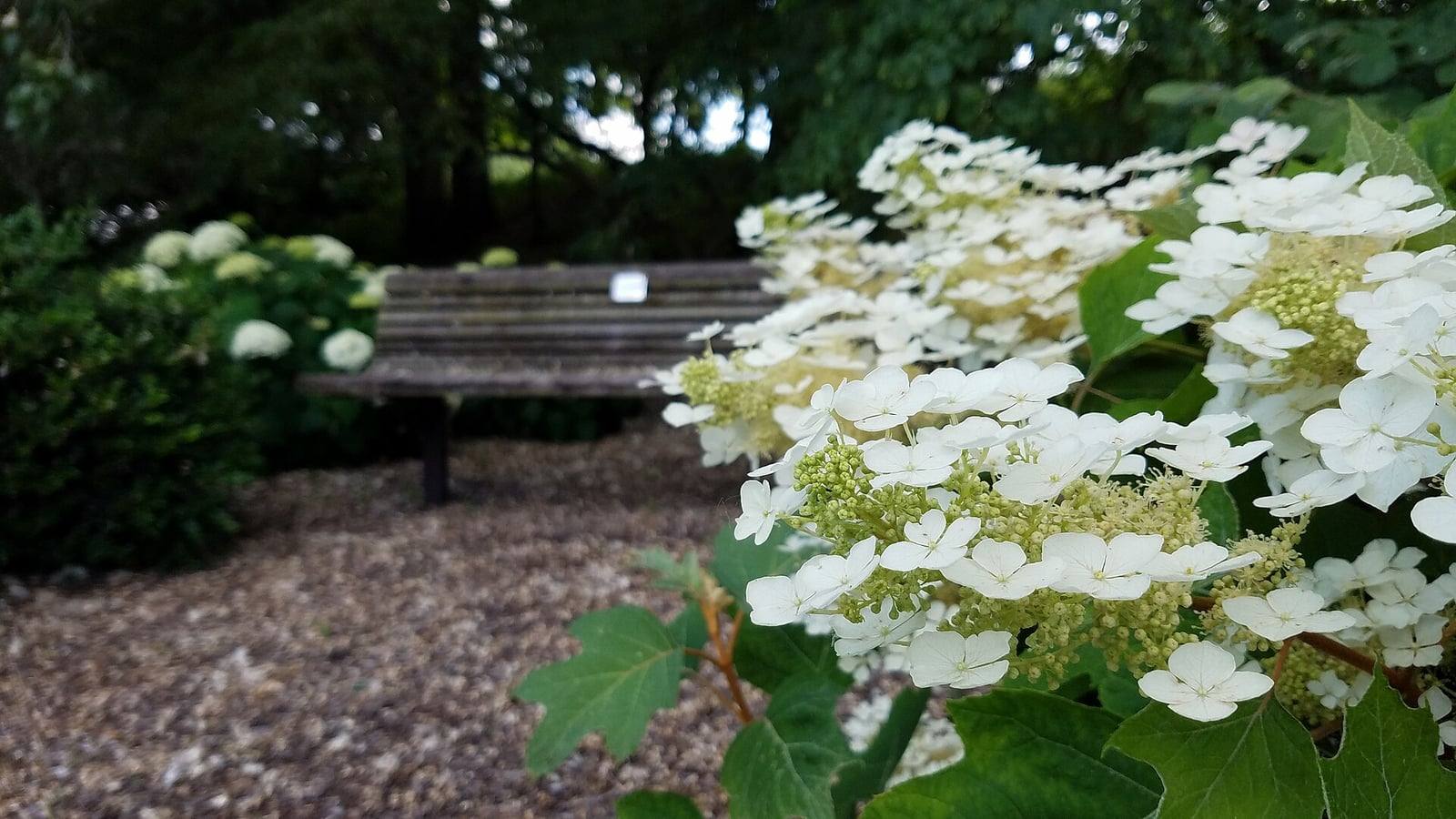 White flower panicles of oakleaf hydrangea above large lobed leaves, in front of a bench in an arboretum.