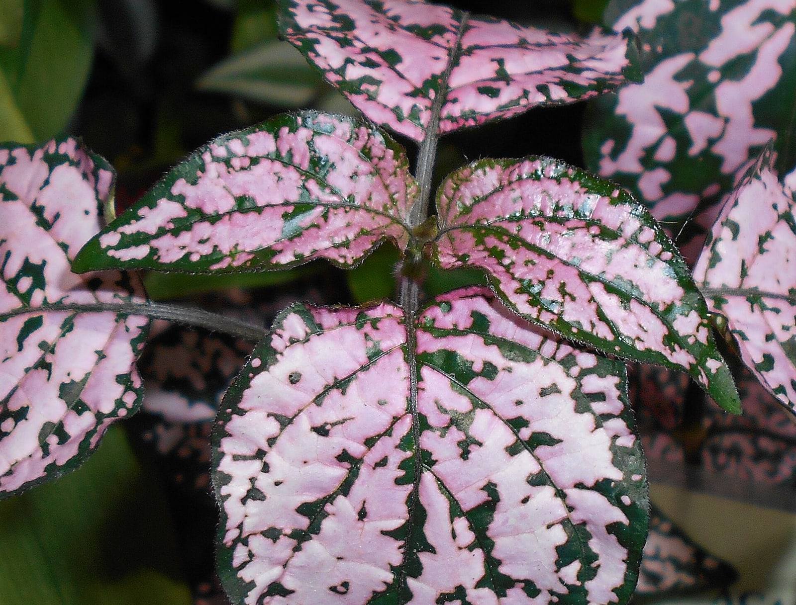 Primer plano de hojas ovaladas de Hypoestes phyllostachya ampliamente salpicadas de rosa sobre verde oscuro.