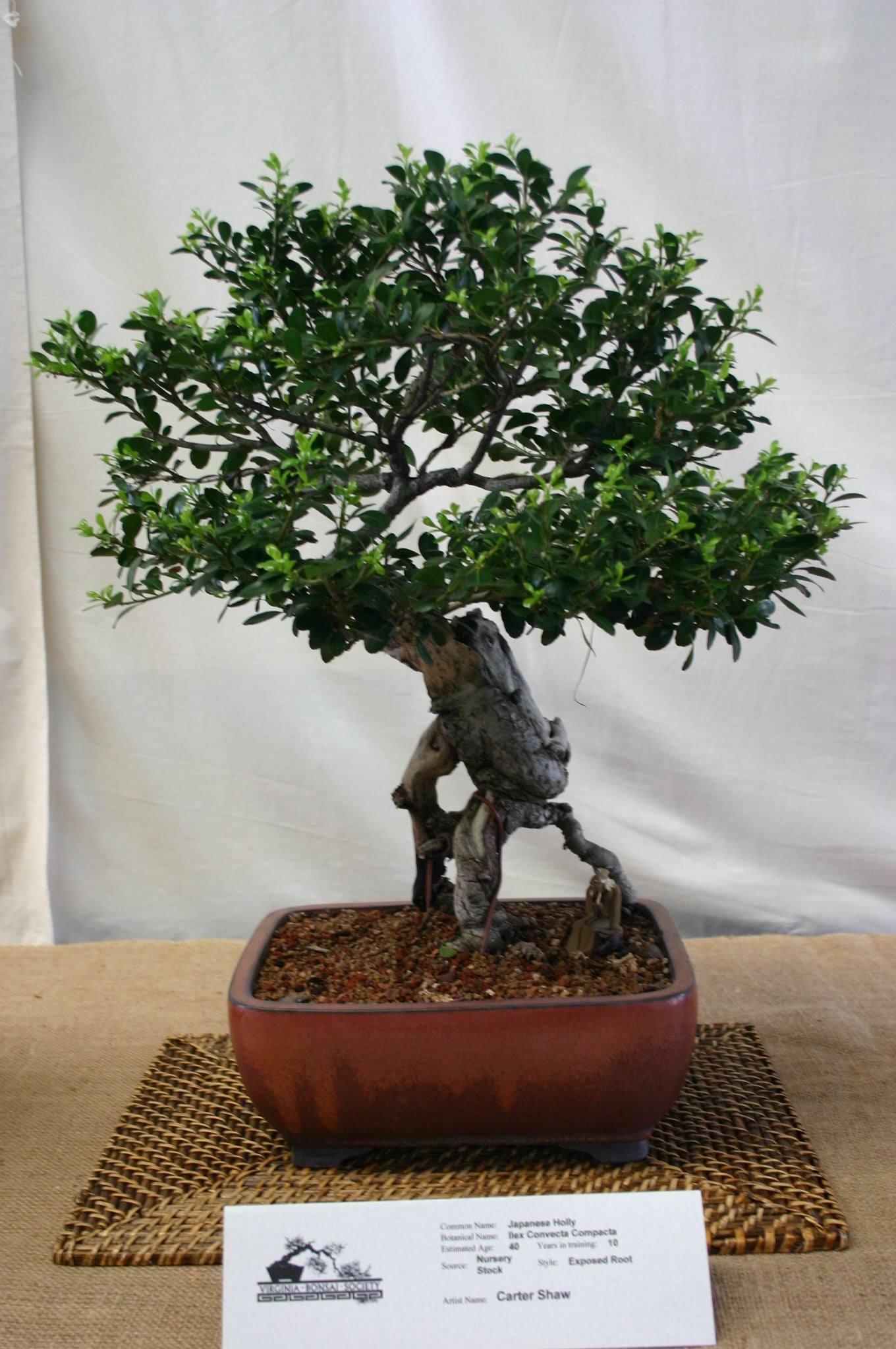 Japanese holly bonsai in exposed-root style: a gnarled gray trunk raised on long visible roots, a dense crown of small dark green leaves, and a reddish-brown rectangular pot on a rattan mat.