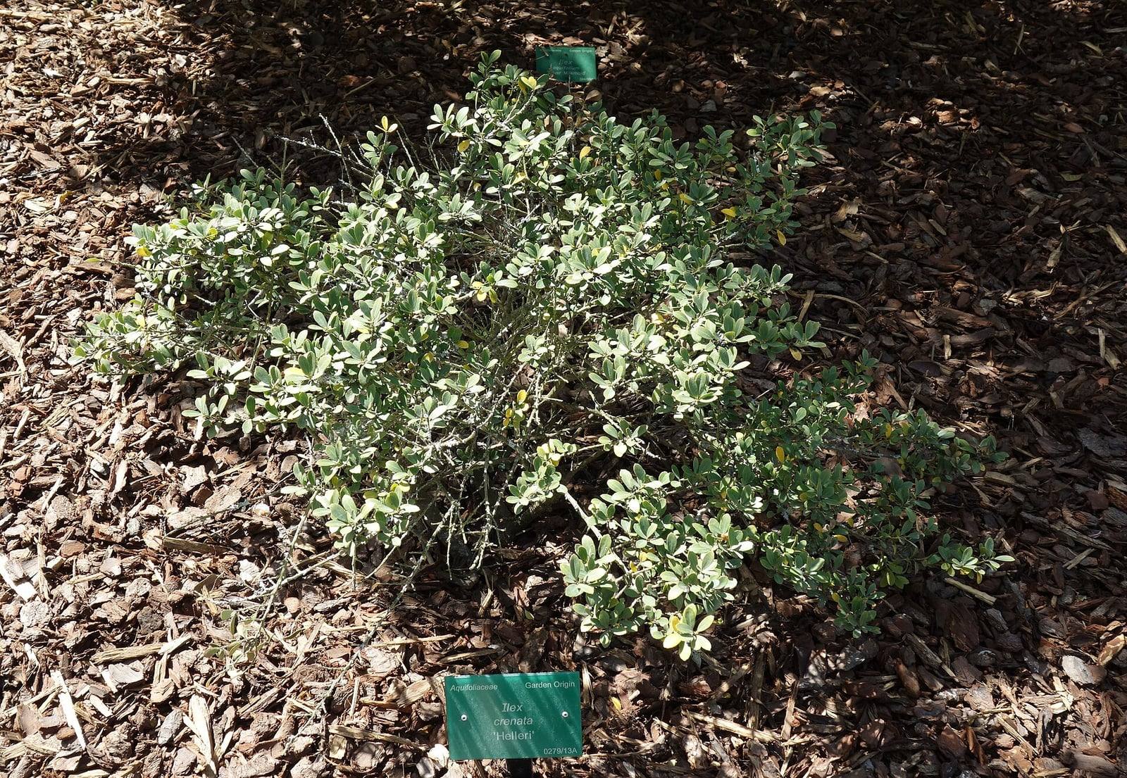 Houx crénelé ‘Helleri’ au jardin botanique de Christchurch : arbuste bas et étalé aux petites feuilles ovales vert clair, planté dans un paillis d’écorces avec son étiquette botanique.
