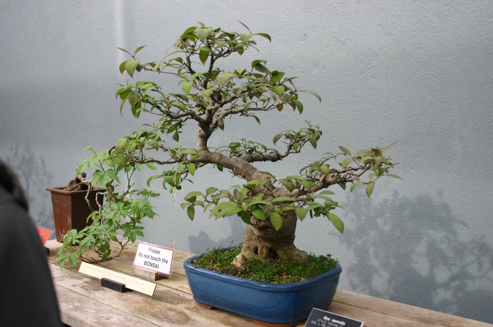 Japanese winterberry bonsai in informal upright style: a thick trunk base, tiered branches bearing light green toothed leaves, in a blue glazed oval pot on a wooden table.