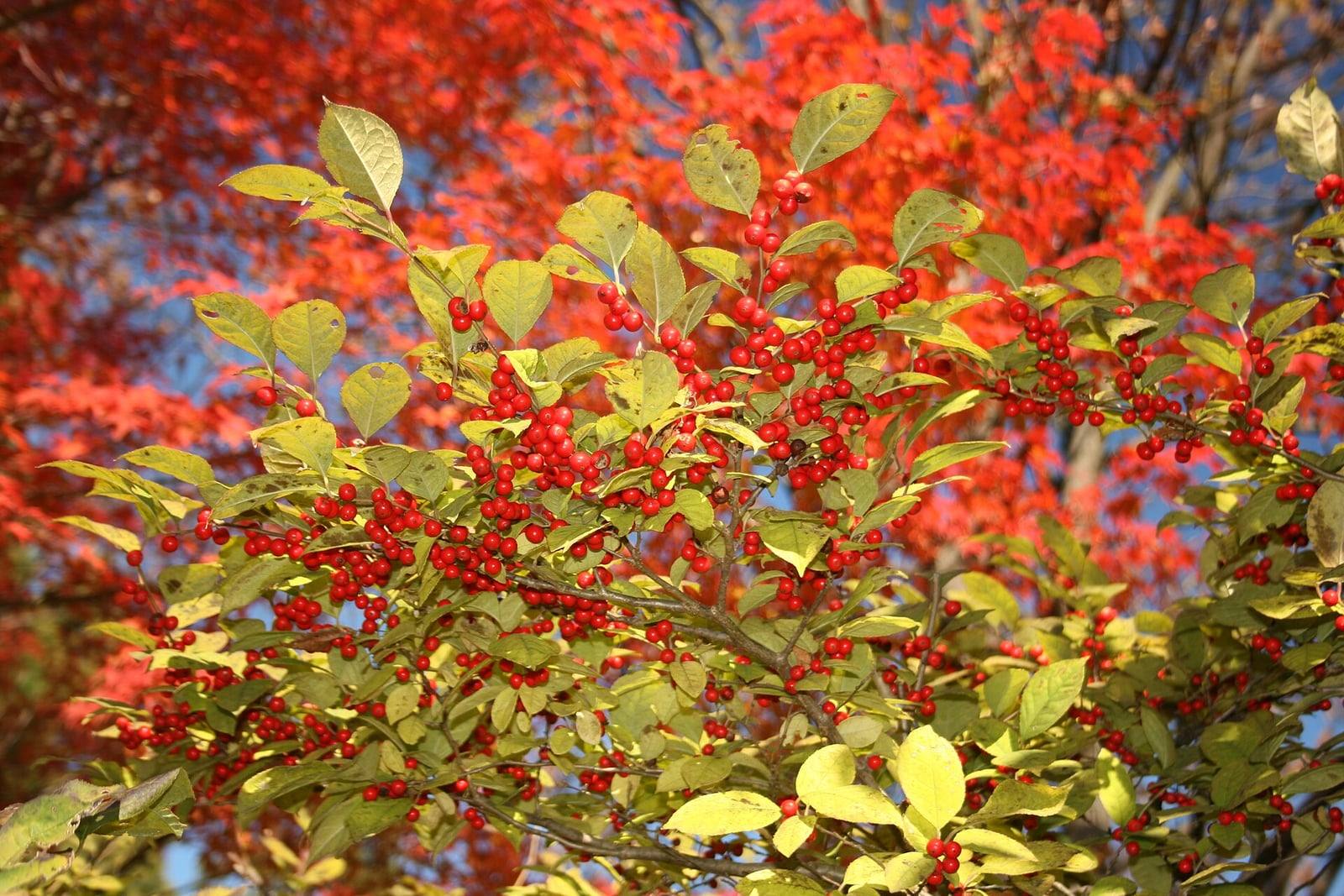 Branches de houx serrulé en automne, chargées de petites baies rouge vif parmi des feuilles jaunissantes, devant un feuillage d’automne rouge.
