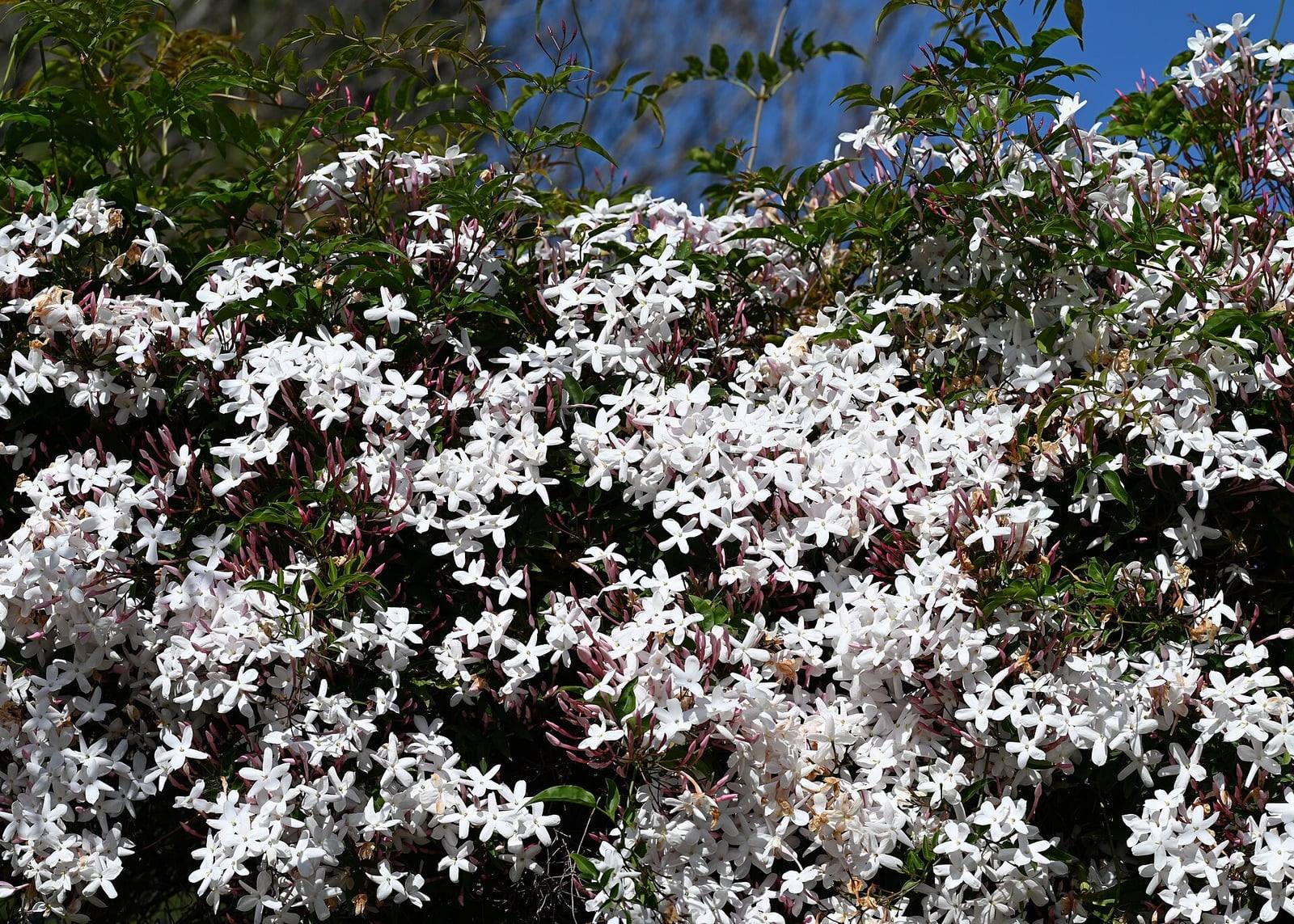 Jasminum polyanthum en pleine floraison : masse de fleurs blanches étoilées et de boutons roses parmi le feuillage découpé.