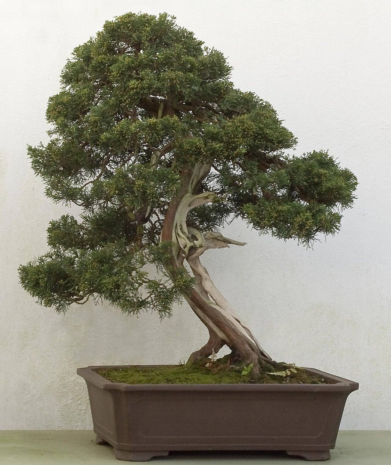 Bonsái de enebro chino de tronco inclinado surcado de madera muerta blanca plateada, con una copa densa de follaje verde oscuro, en una maceta rectangular marrón ante una pared blanca.