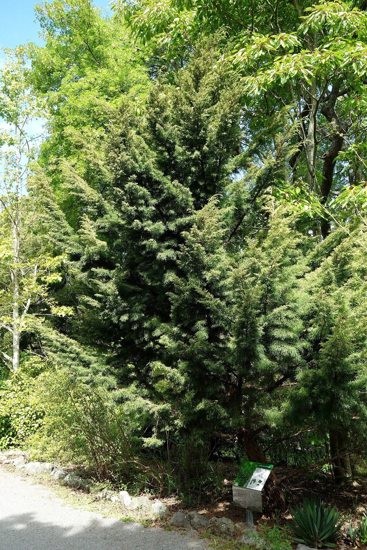 Genévrier de Chine adulte en jardin botanique : arbre conique et dense au feuillage vert foncé, au tronc brun rougeâtre, au bord d’une allée, avec un panneau d’identification à son pied.