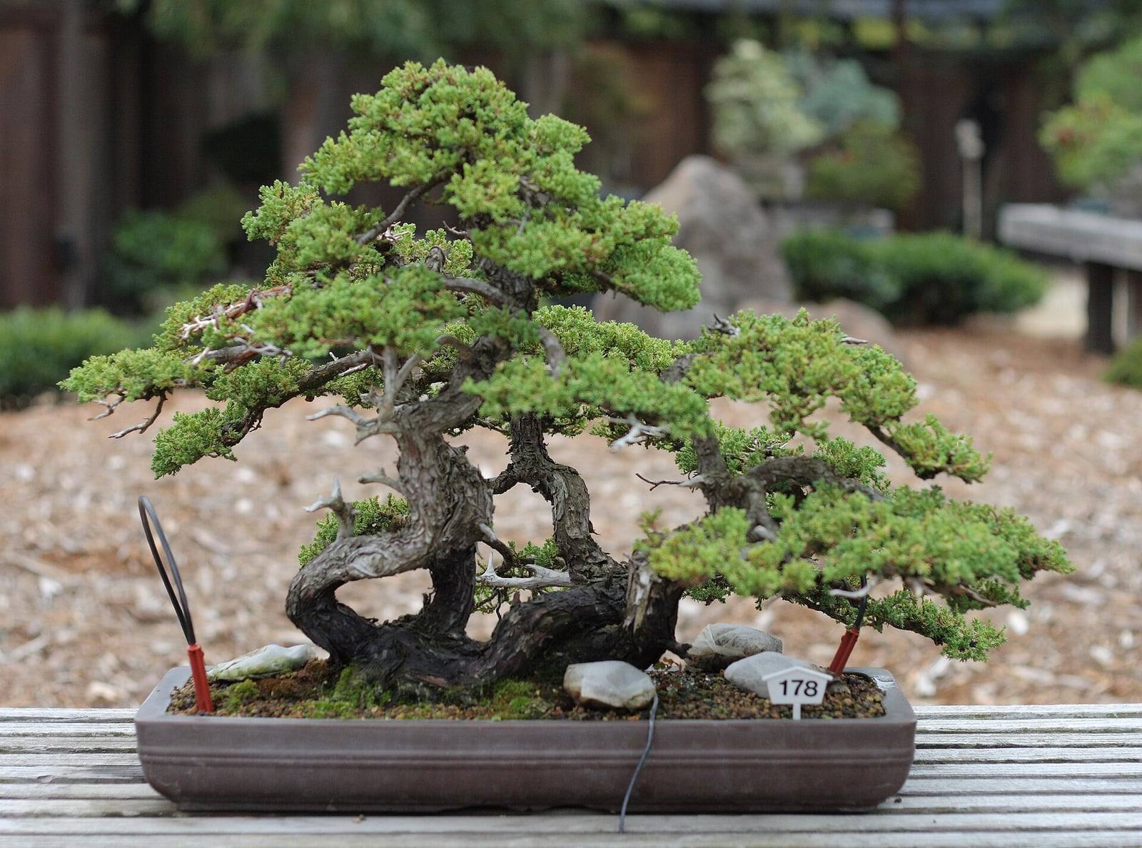 Bonsaï de genévrier rampant du Japon aux troncs tortueux et au feuillage vert en coussinets, dans une coupe rectangulaire brune posée sur une table en bois.