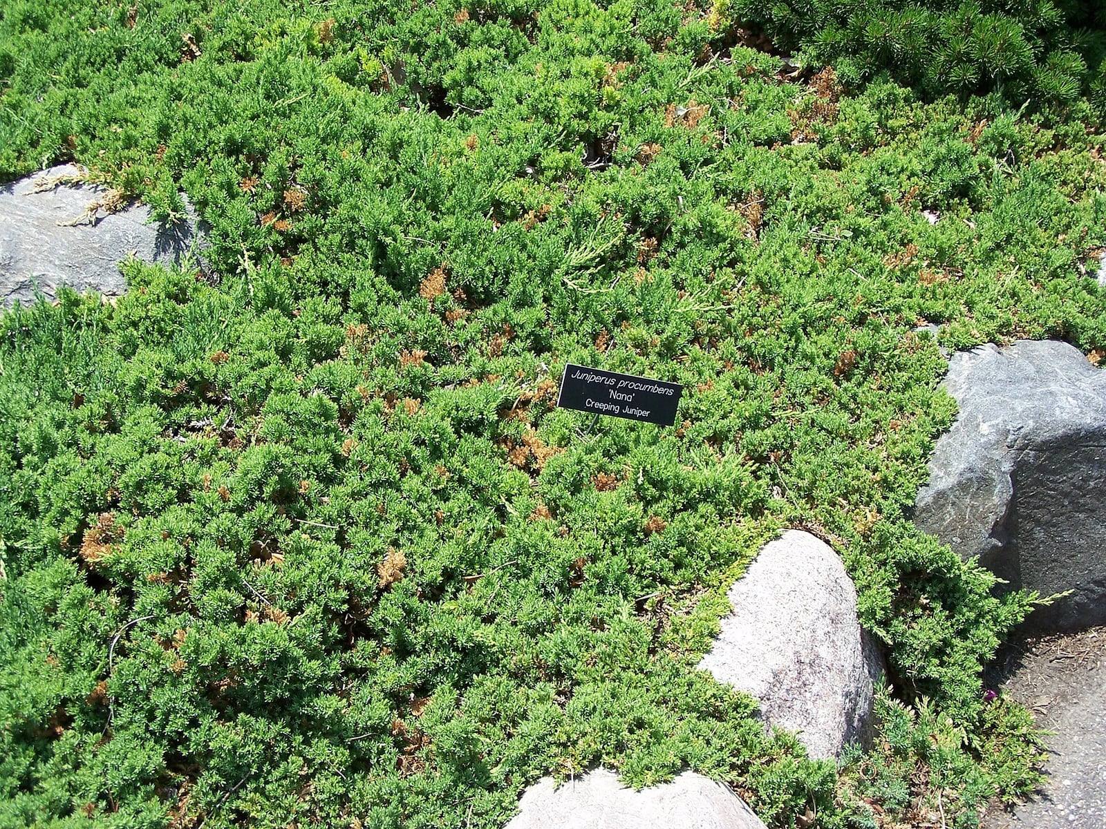 Tapiz de enebro rastrero 'Nana' entre rocas, con su etiqueta botánica, en un arboreto.