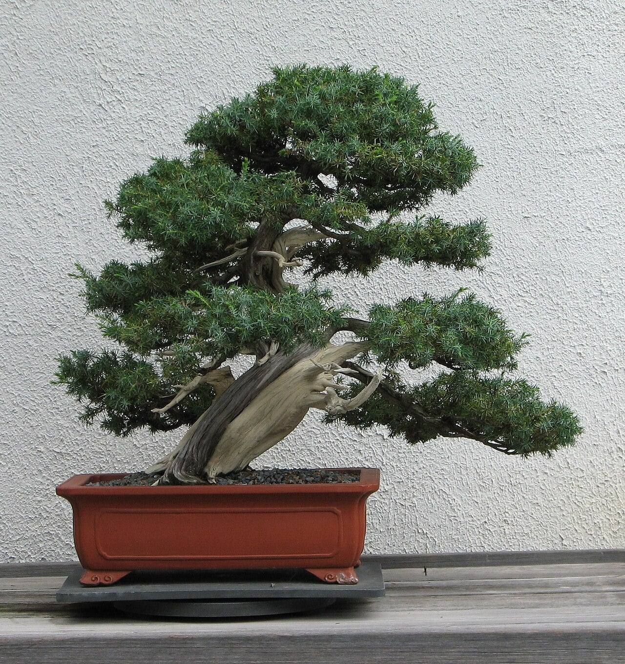 Needle juniper bonsai with a leaning trunk partly stripped to bleached deadwood, carrying pads of dark green needles, in a reddish-brown rectangular pot.