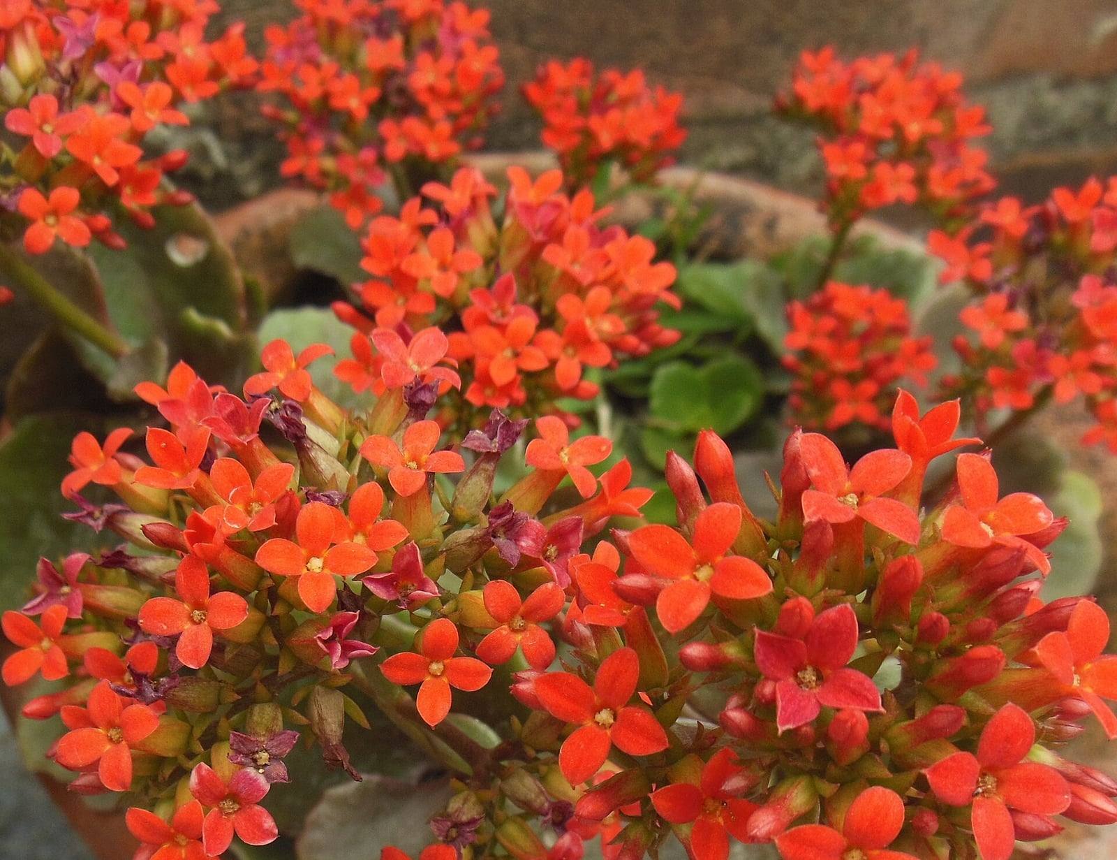 Ramilletes apretados de pequeñas flores rojo anaranjado de cuatro pétalos y botones de kalanchoe, sobre hojas carnosas redondeadas.
