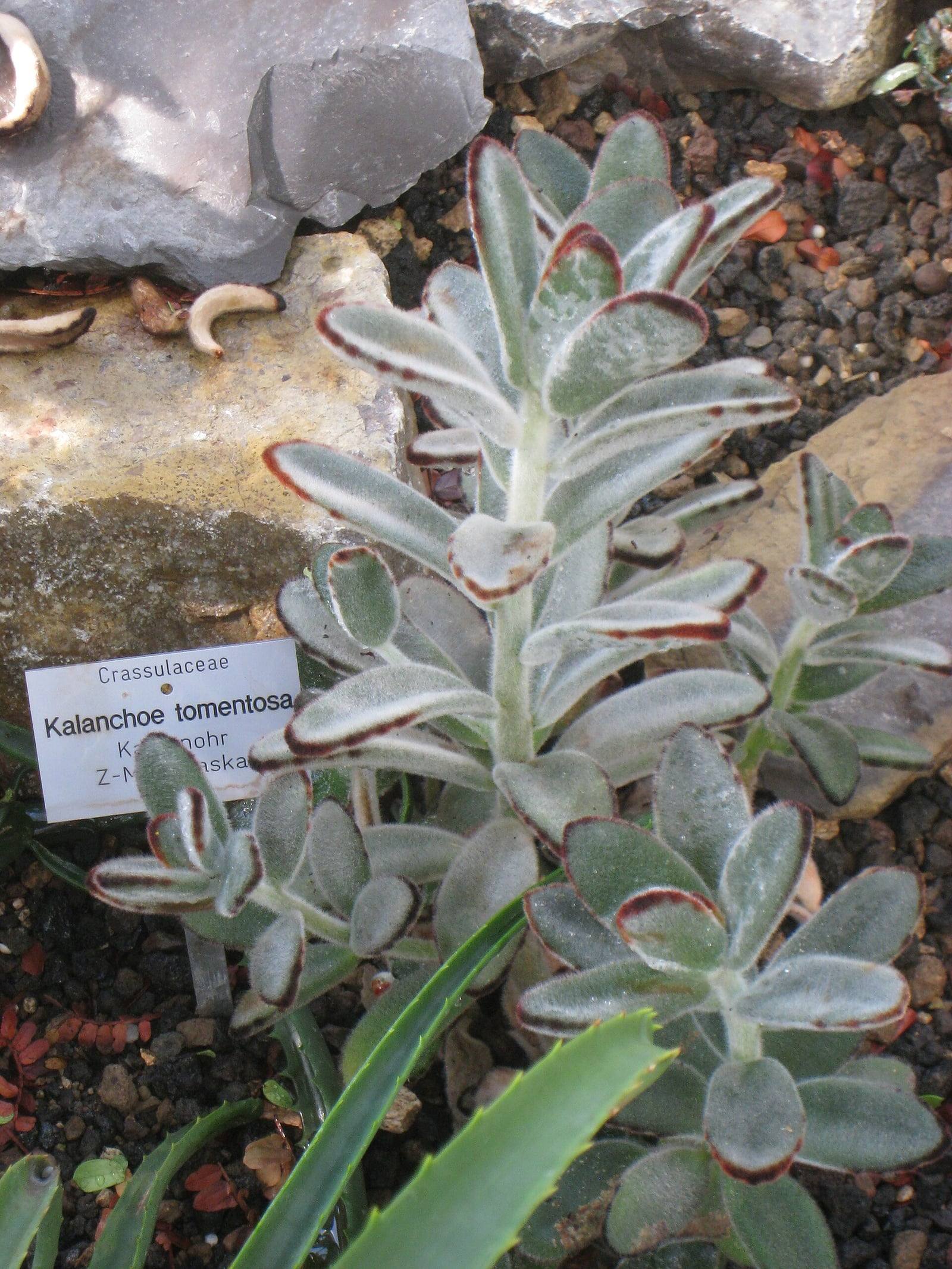Kalanchoe tomentosa etiquetada en una rocalla de jardín botánico: tallos erguidos con hojas carnosas, aterciopeladas, de color gris plateado y bordes marrones.