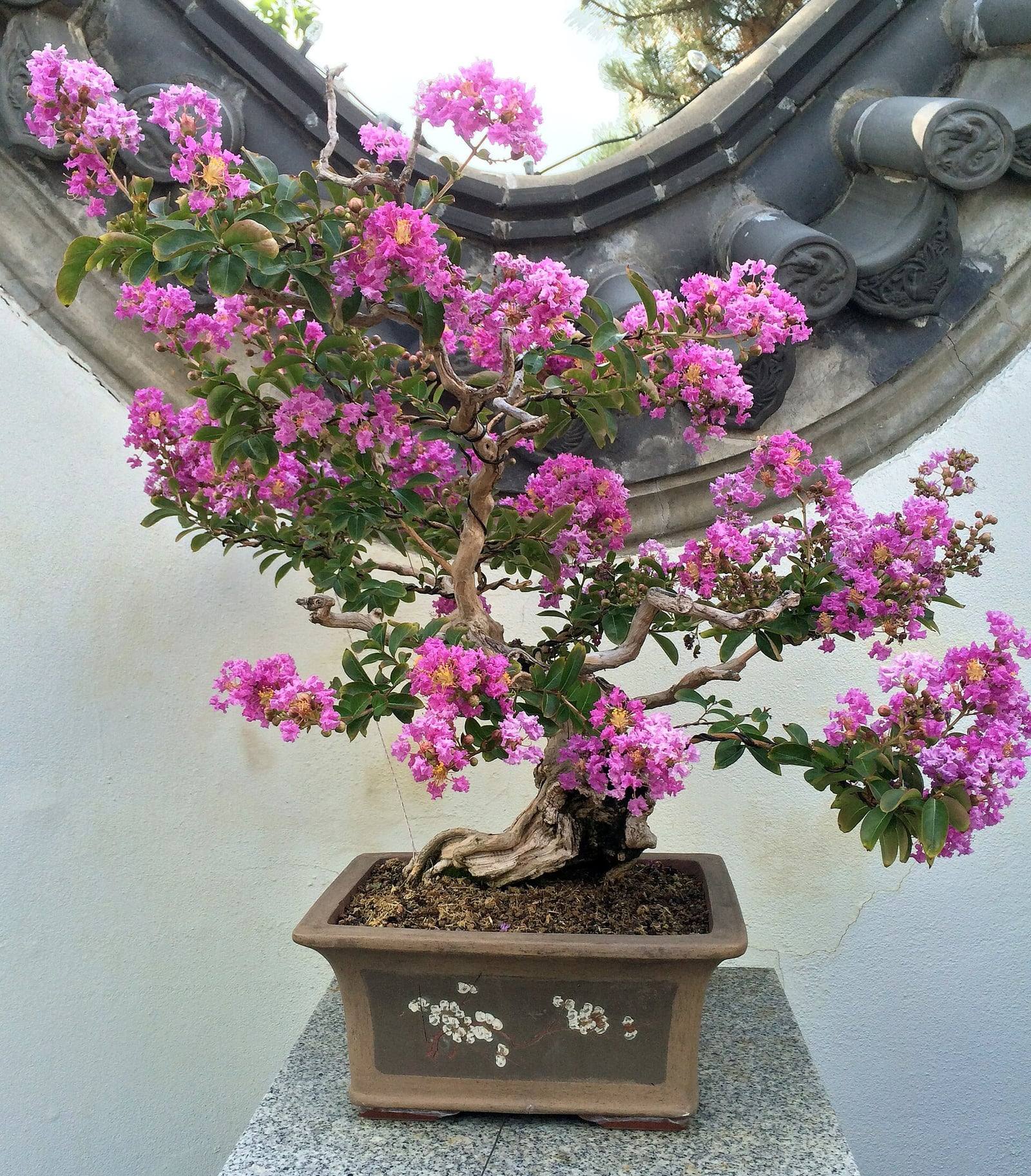 Bonsaï de lilas des Indes en pleine floraison, au tronc noueux et clair, aux branches étalées couvertes de grappes de fleurs rose fuchsia, dans une coupe rectangulaire brune décorée de fleurs blanches.