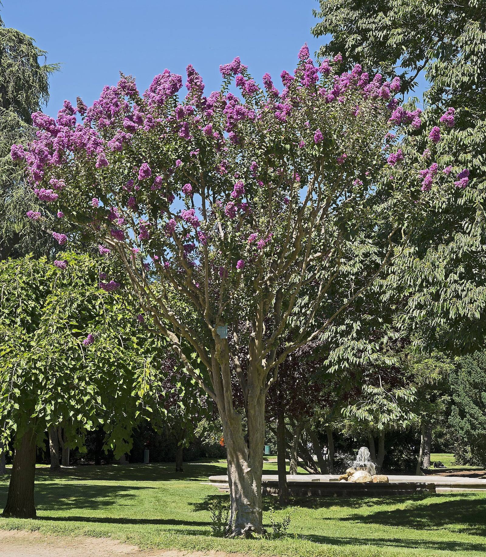 Lagerstroemia indica en fleurs dans un parc : tronc multiple à l’écorce lisse gris-beige, ramure en vase et grappes de fleurs rose violacé au sommet.
