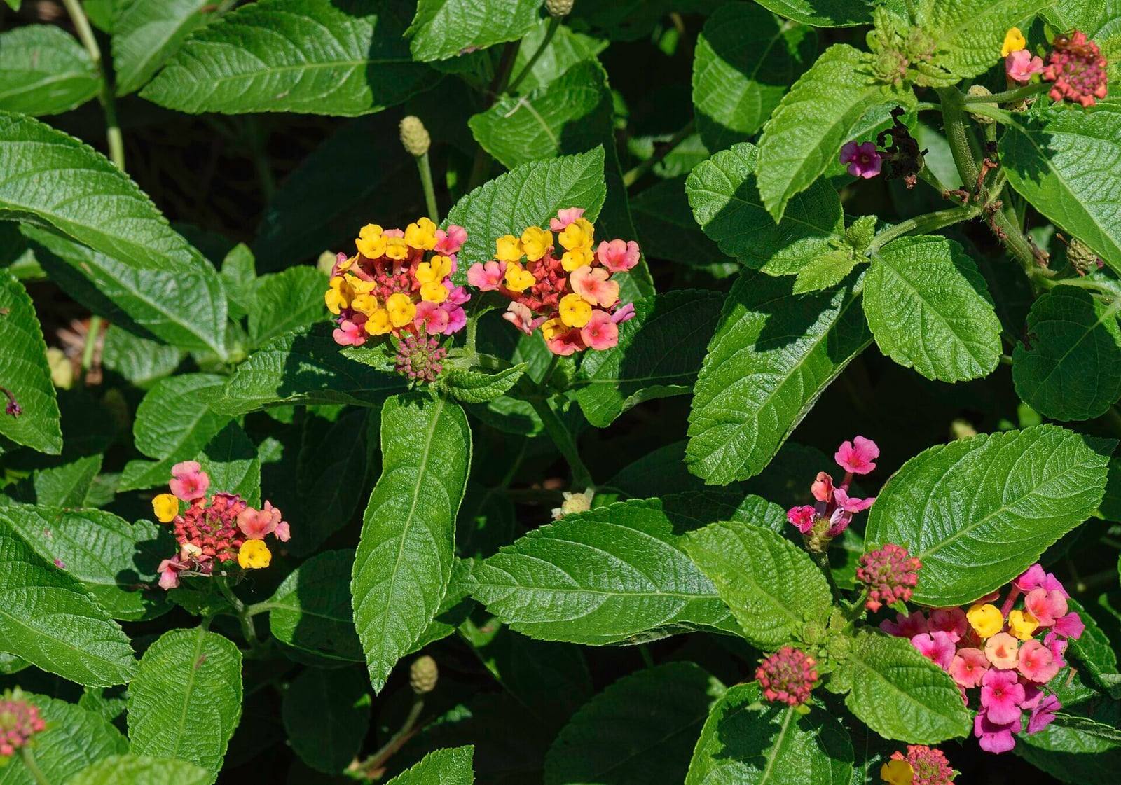 Lantana camara in summer: clusters of small yellow, orange and pink flowers among rough, toothed oval leaves.