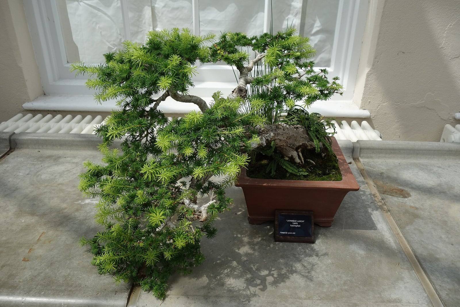 Bonsaï de mélèze du Japon en cascade, au tronc tortueux et aux touffes d’aiguilles vert tendre retombant largement hors d’une coupe carrée en terre cuite, avec son étiquette.