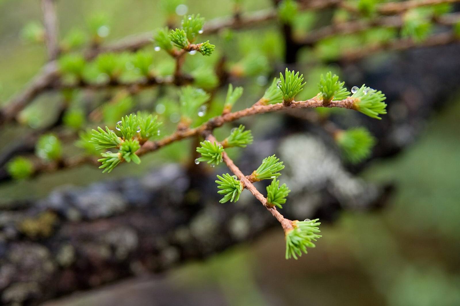 Ramita de alerce japonés con pequeñas rosetas de agujas verde claro en primavera, espaciadas con regularidad a lo largo de una rama parda.