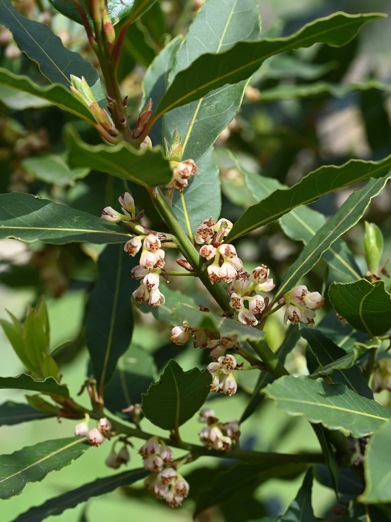 Rama de Laurus nobilis con hojas verde oscuro de borde ondulado y ramilletes de pequeñas flores pálidas en las axilas de las hojas.