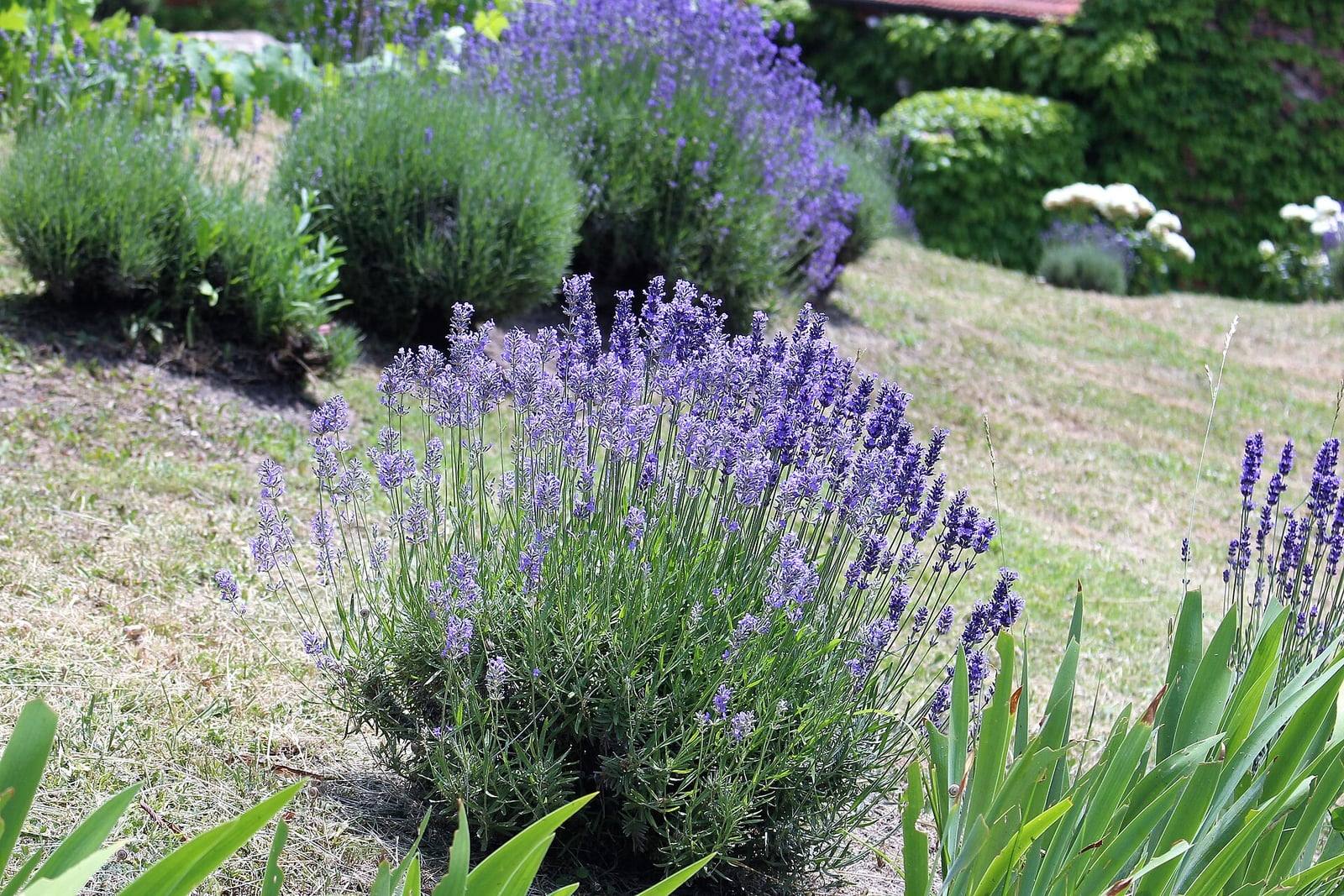 Mata redondeada de lavanda en plena floración, cubierta de espigas violetas, en un jardín en pendiente con otras lavandas al fondo.