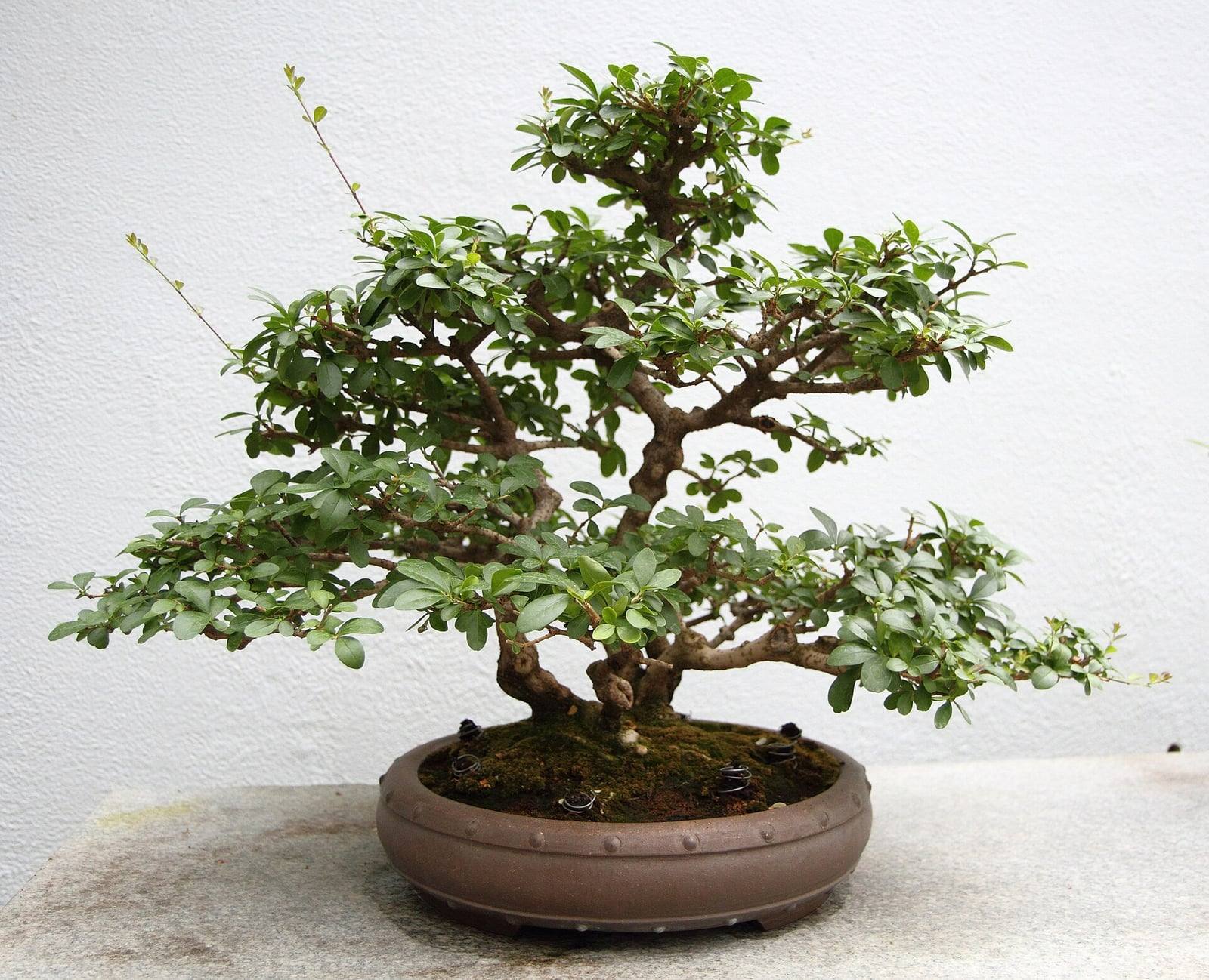 Chinese privet penjing with several gnarled trunks under tiered pads of small bright green leaves, in a round brown pot covered with moss, against a white wall.