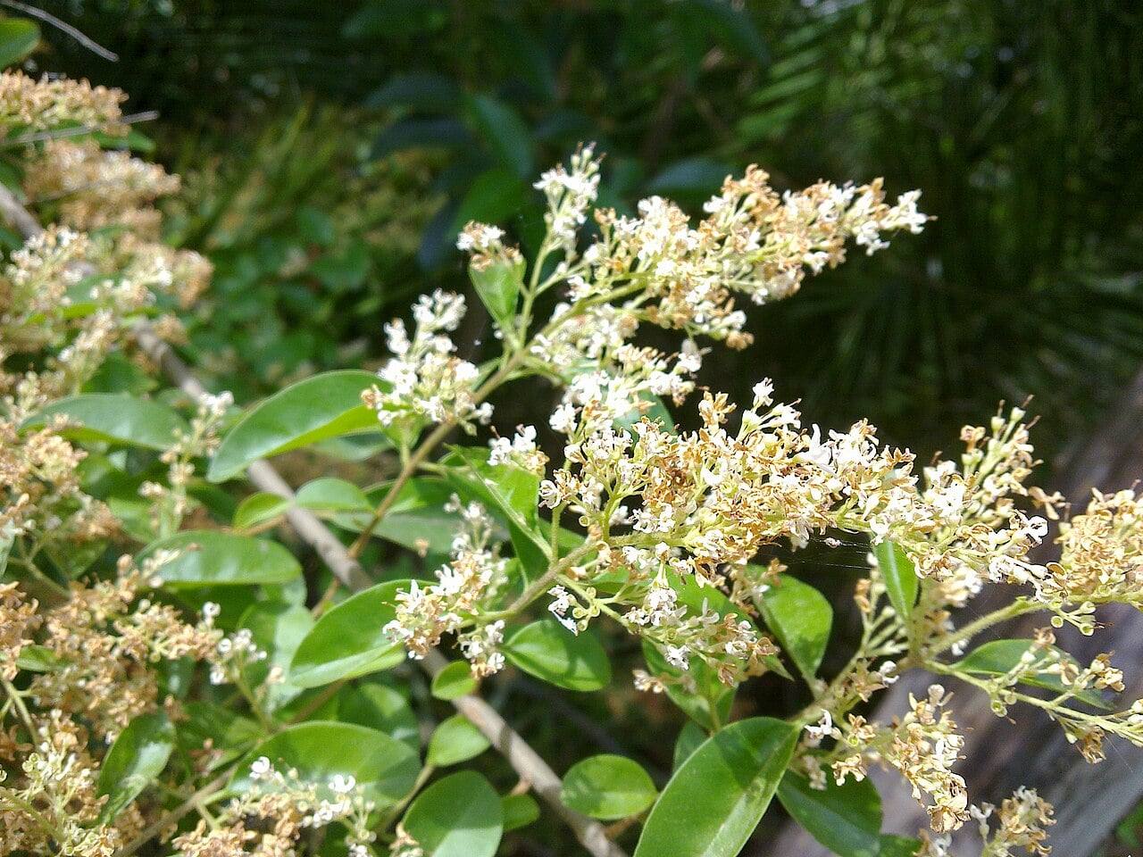 Ramas de aligustre de China con pequeñas hojas ovaladas de un verde brillante y panículas de diminutas flores blanco crema, algunas ya marchitas y pardas.