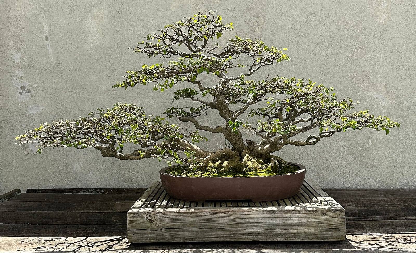 Bonsaï de troène commun au National Bonsai & Penjing Museum : tronc épais aux racines apparentes, larges branches étalées en plateaux de petites feuilles, dans une coupe ovale brune posée sur un socle en bois.