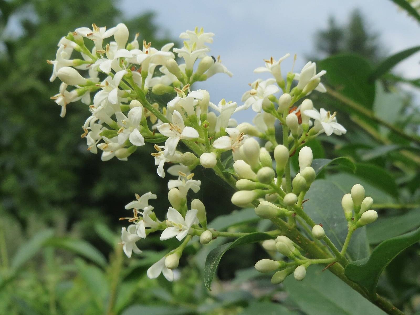 Panicule de troène commun en fleurs à Sarrebruck : petites fleurs blanches à quatre pétales et boutons crème au-dessus de feuilles lancéolées vert foncé.