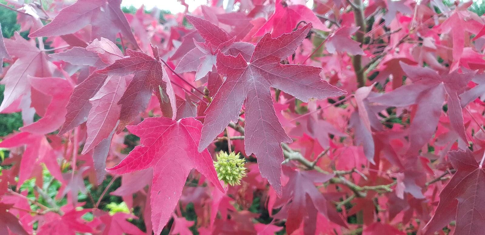 Rameaux de copalme d’Amérique en automne : feuilles en étoile à cinq lobes pointus, rouge vif à pourpre, autour d’un jeune fruit vert et épineux en forme de boule.