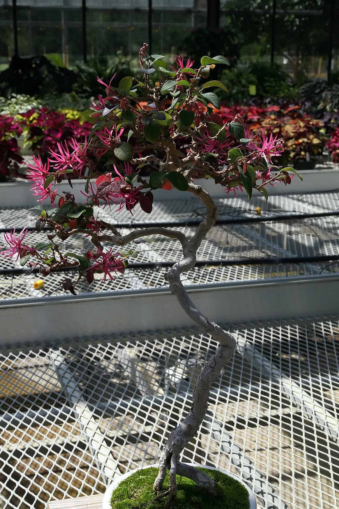 Bonsái de loropétalo en el North Carolina Arboretum: tronco delgado y sinuoso de corteza gris, copa de hojas verdes y púrpuras salpicada de flores rosa intenso en forma de tiras, en una maceta blanca cubierta de musgo.