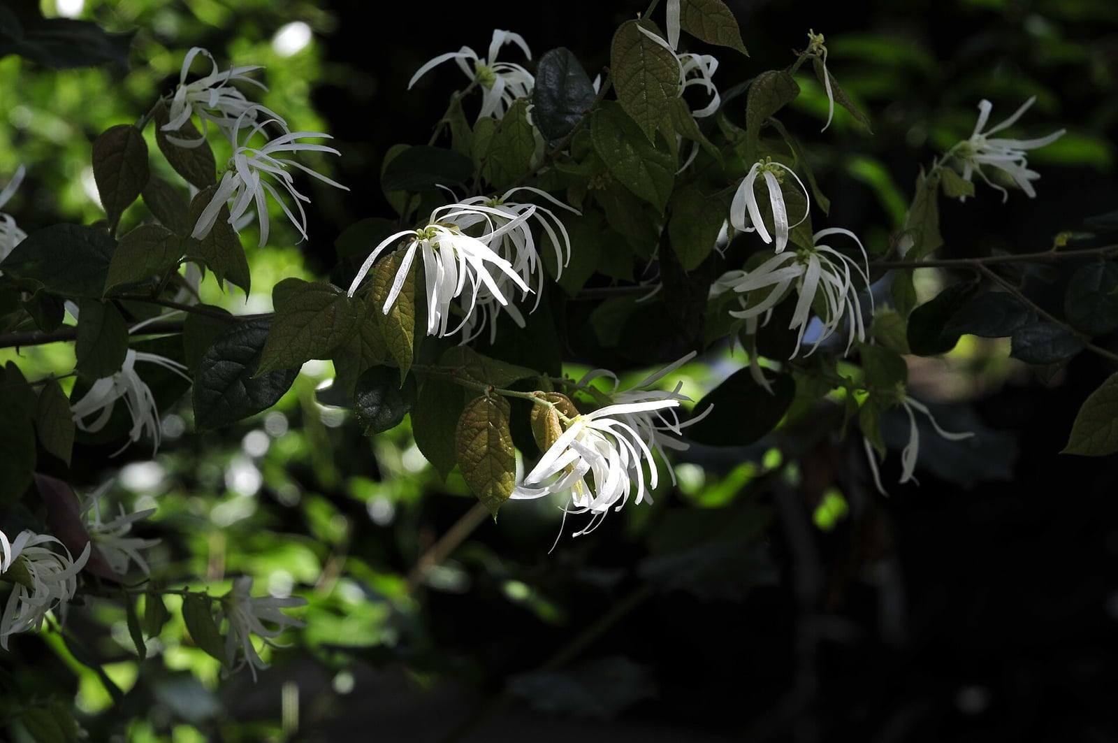 Rameaux de Loropetalum chinense aux petites feuilles ovales vert foncé, portant des grappes de fleurs blanches aux pétales fins en lanières.