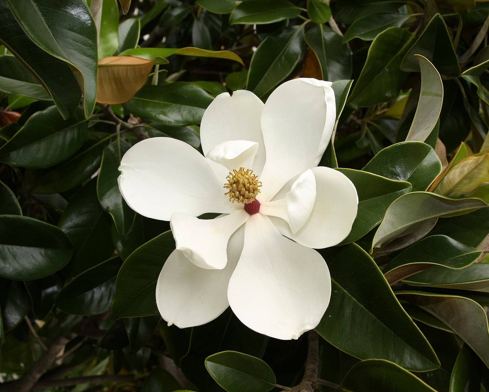 Grande fleur blanc crème de magnolia à grandes fleurs, ouverte au centre d’un cœur jaune et rouge, entourée de feuilles coriaces vert foncé et brillantes.