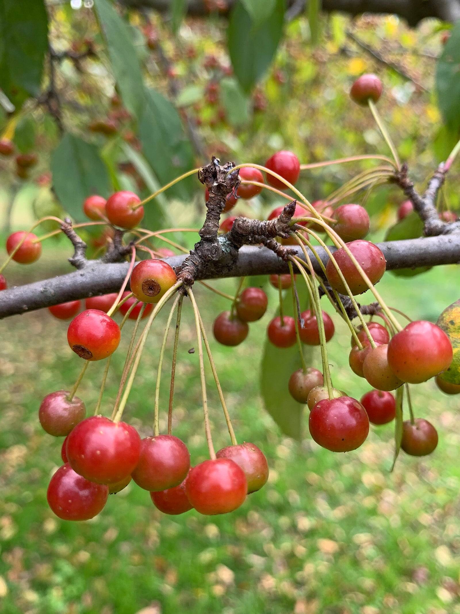 Toringo crabapple branch in fall, laden with clusters of small, glossy red apples hanging from long, thin stalks.
