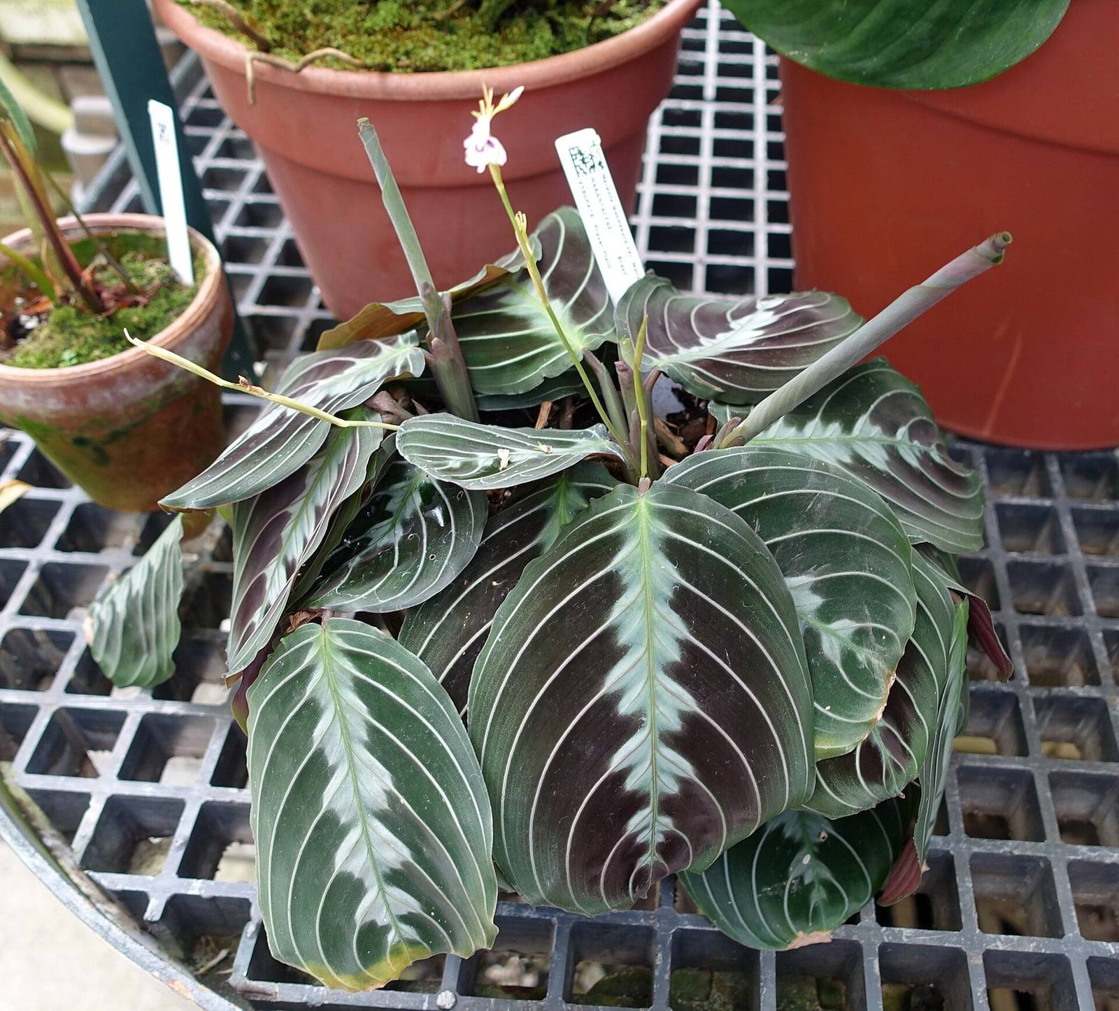 Mata de Maranta leuconeura en maceta, con hojas ovaladas verde oscuro de nervios claros y franja central verde pálido, y una pequeña flor blanca sobre un tallo fino.