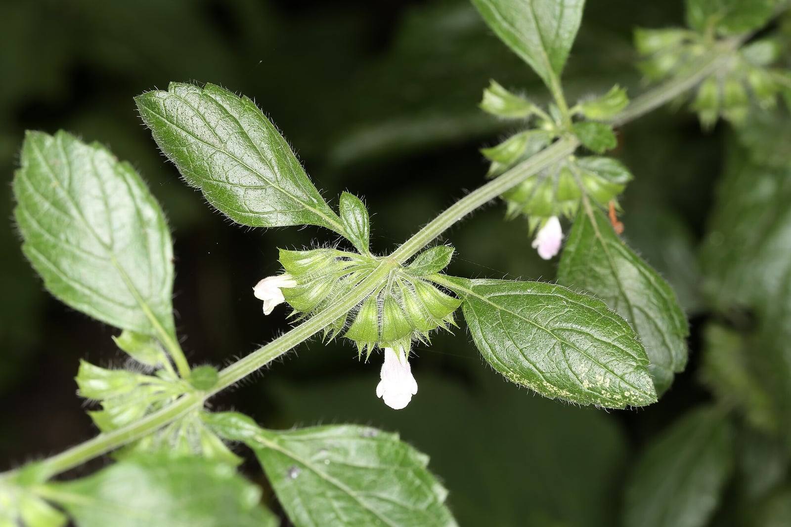 Tige de mélisse officinale aux feuilles ovales, dentées et velues, portant de petites fleurs blanches en verticilles à l’aisselle des feuilles.