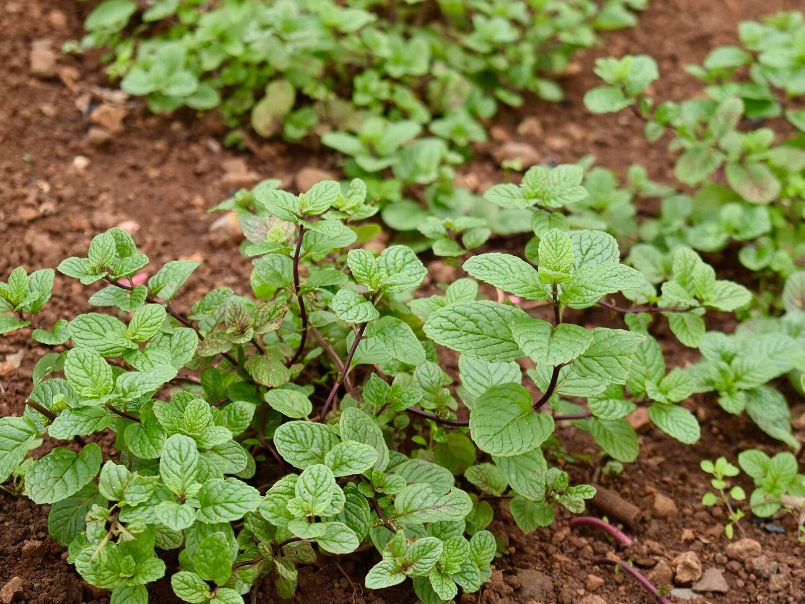 Jeunes plants de menthe verte en pleine terre rouge dans un jardin botanique : tiges dressées teintées de pourpre et feuilles ovales vert vif, dentées et gaufrées.