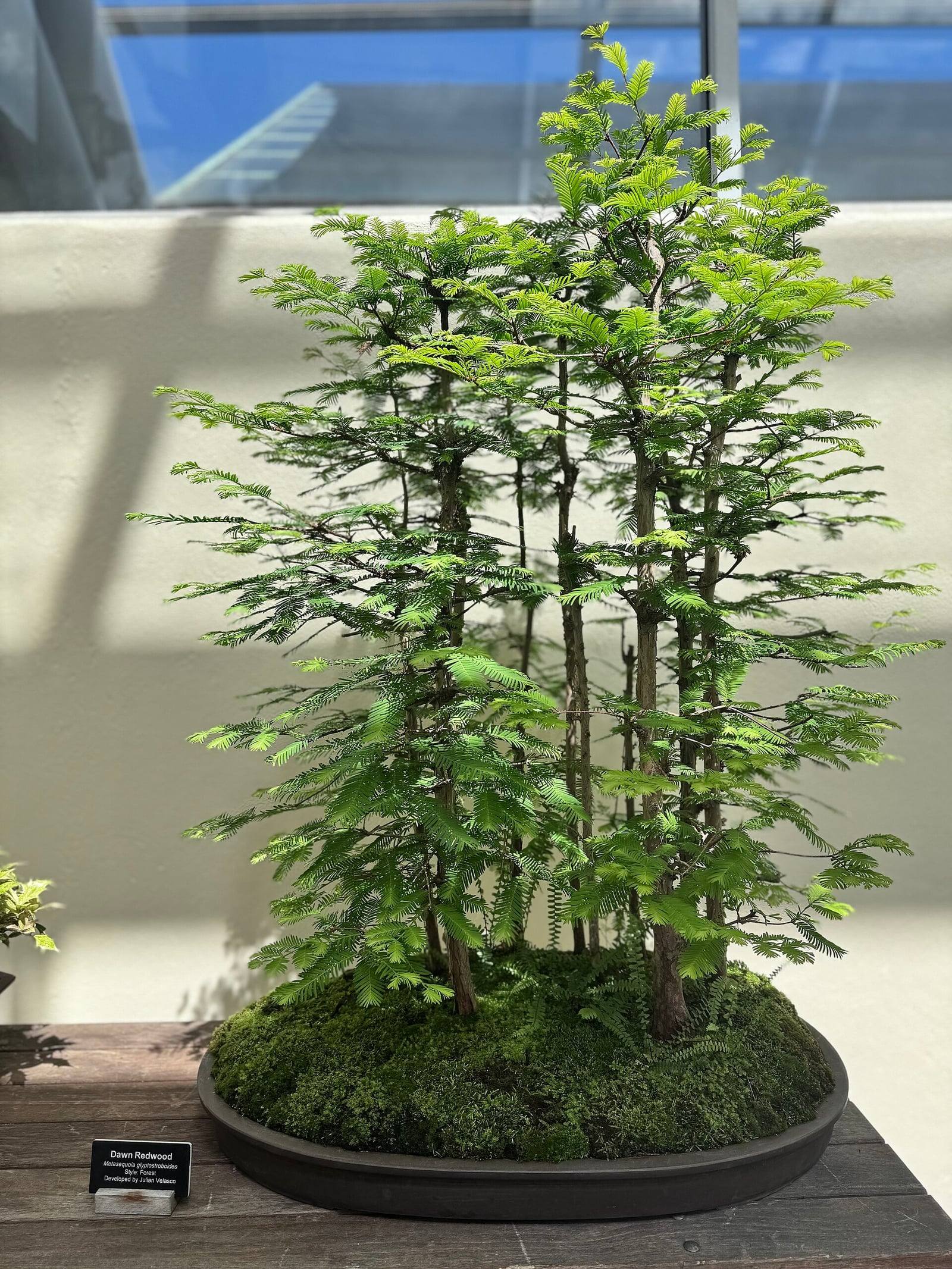 Bosque de metasecuoyas en bonsái: numerosos troncos finos y rectos con follaje plumoso verde claro, plantados sobre un manto de musgo en una maceta ovalada, ancha y plana, junto a una etiqueta «Dawn Redwood».
