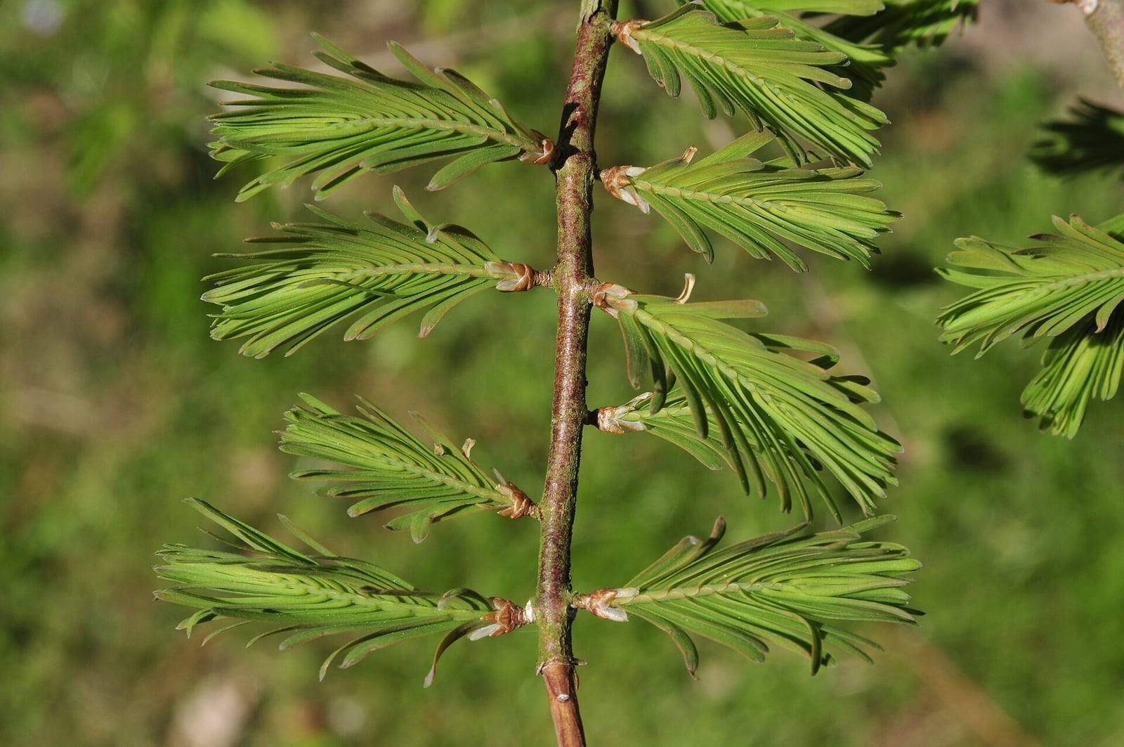 Young dawn redwood shoot in spring, bearing opposite pairs of light green branchlets with flat, soft needles arranged like the leaflets of a feather.