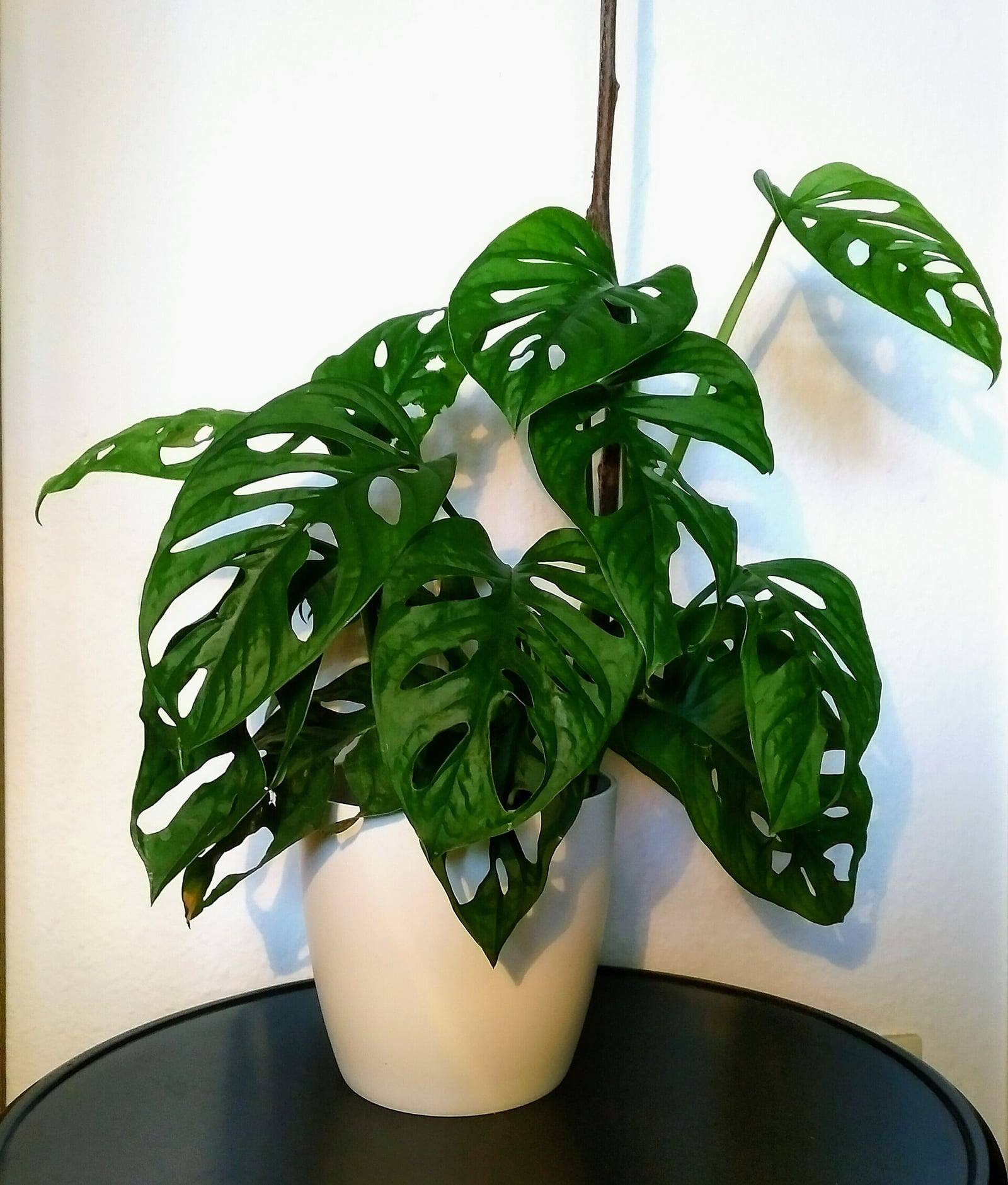 Monstera adansonii in a white pot on a dark side table, its dark green heart-shaped leaves pierced with oval holes, trained up a stake.
