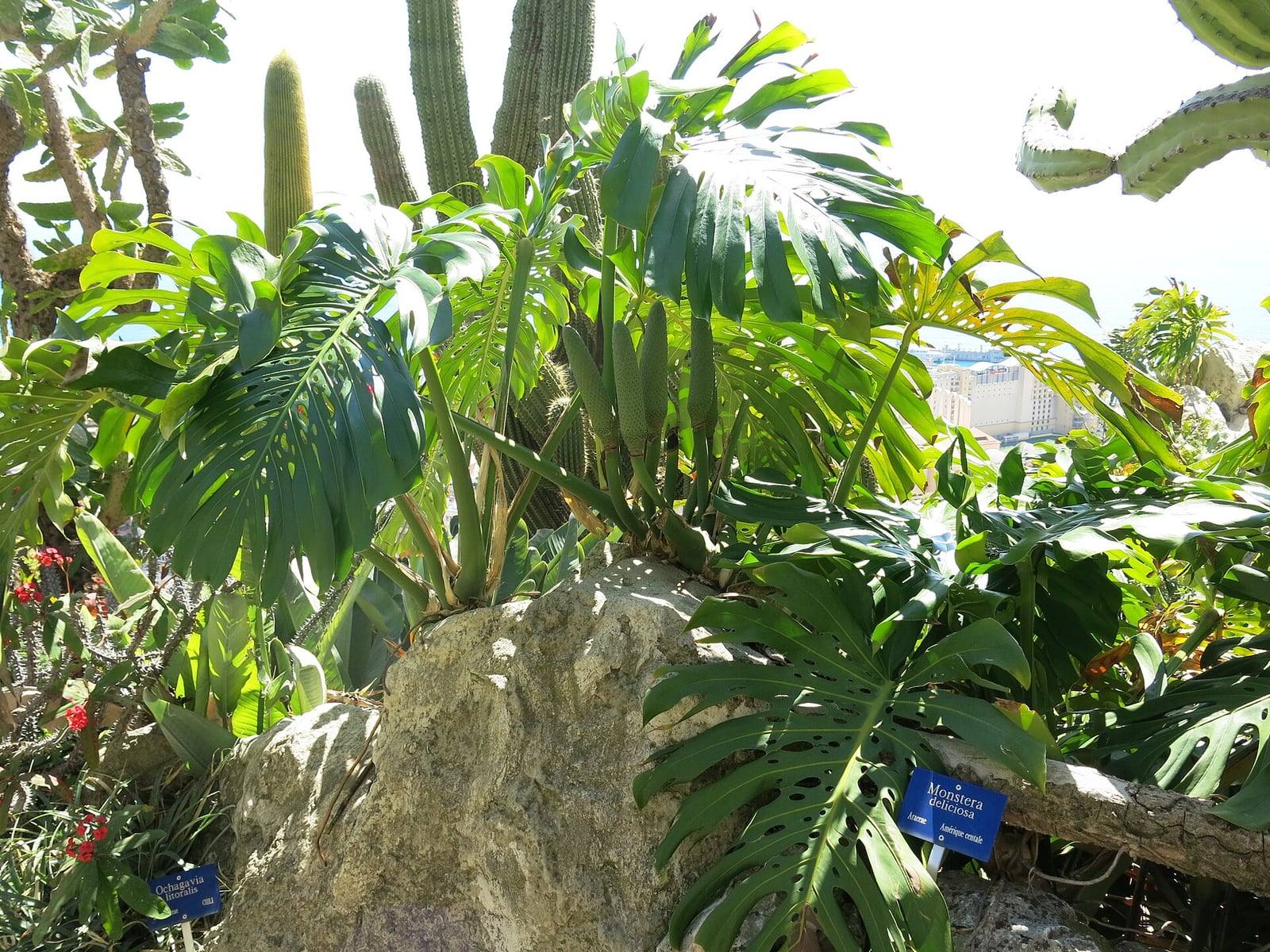Large split, perforated leaves of Monstera deliciosa in the Exotic Garden of Monaco, in front of columnar cacti.